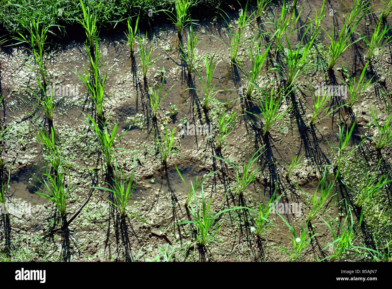 Plants of asia hi-res stock photography and images - Alamy
