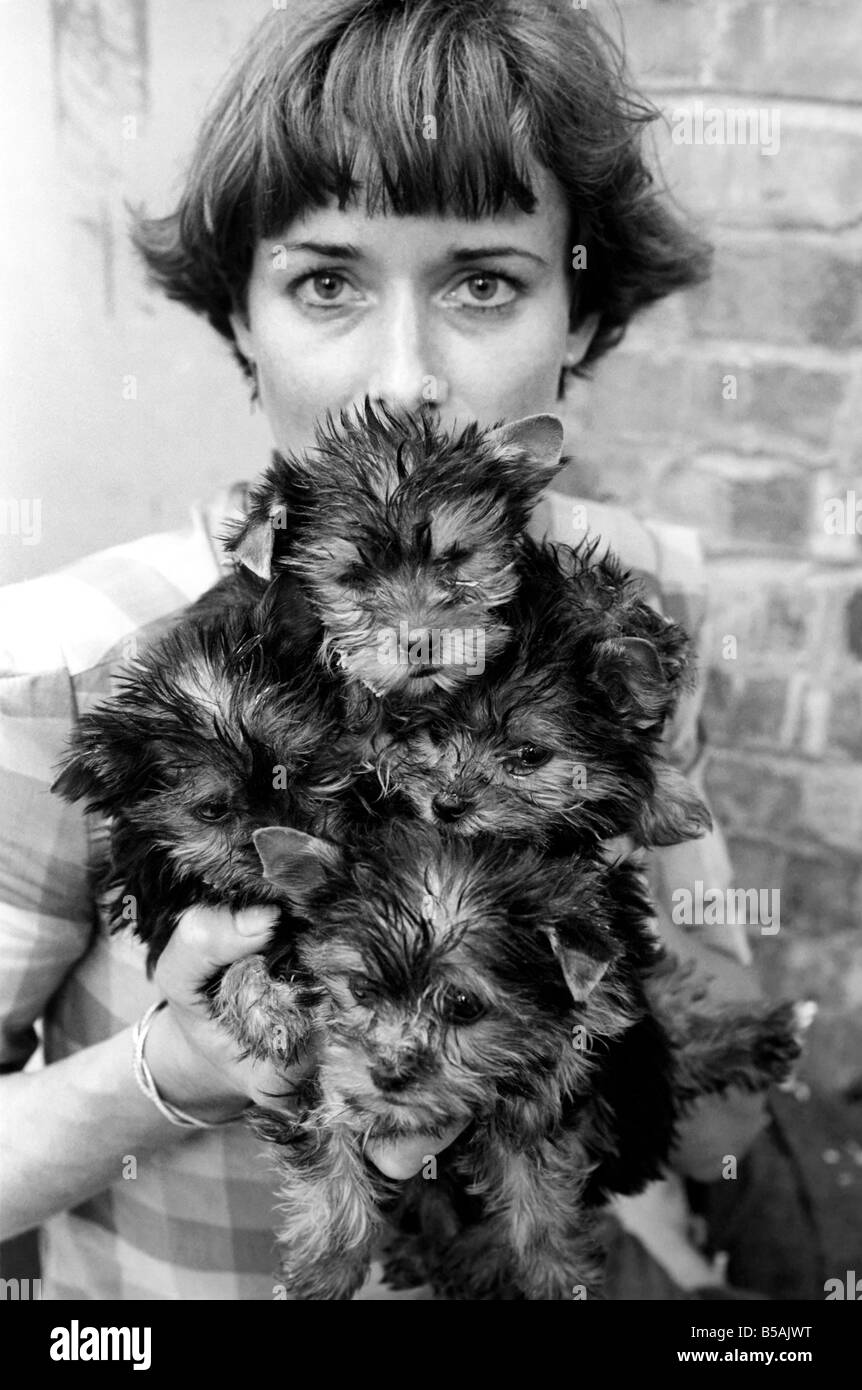 One of the kennel maids at a animal charity rehoming centre for