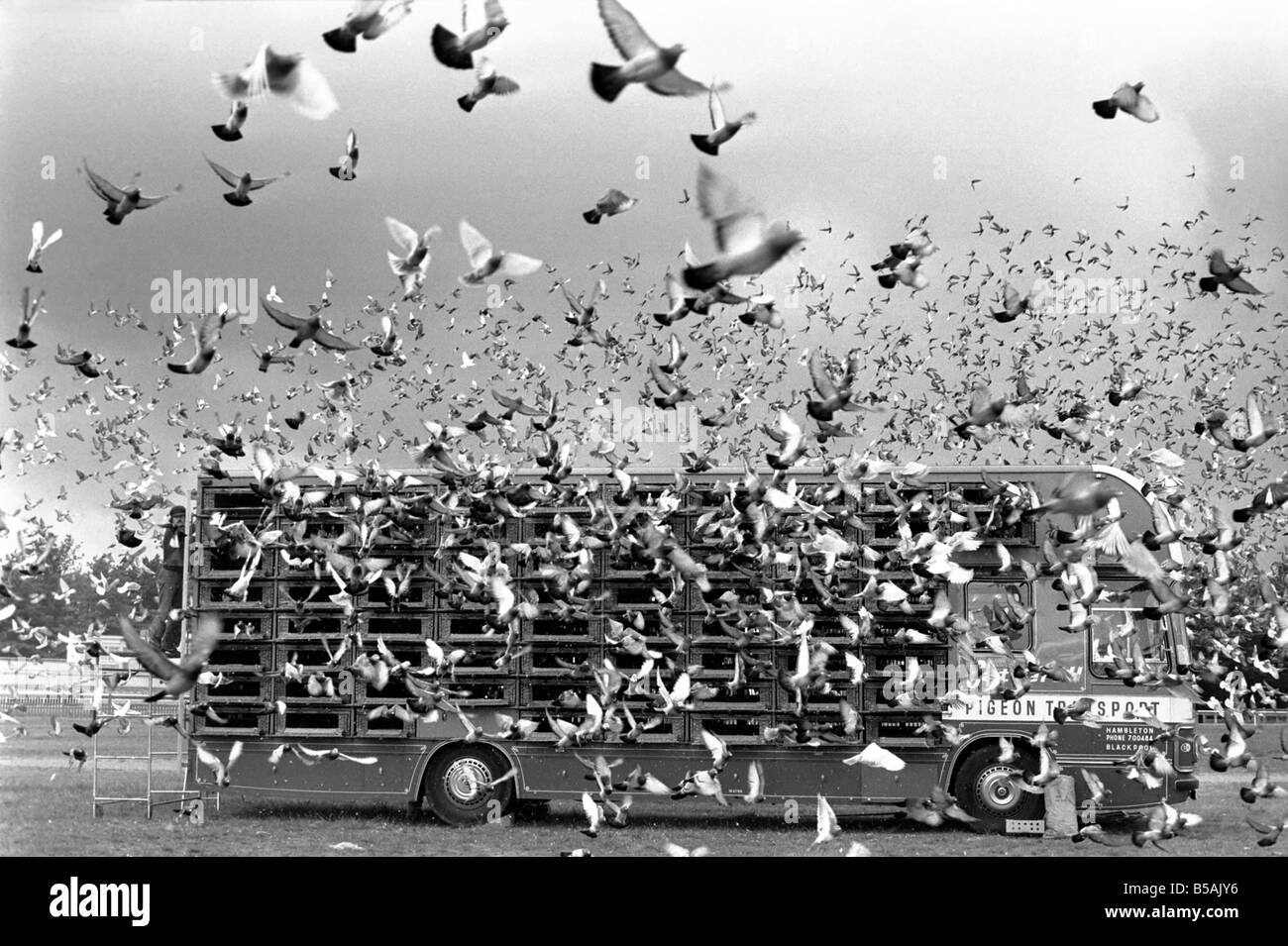 Millions of Pigeon Racing enthusiasts love their birds, and they stand