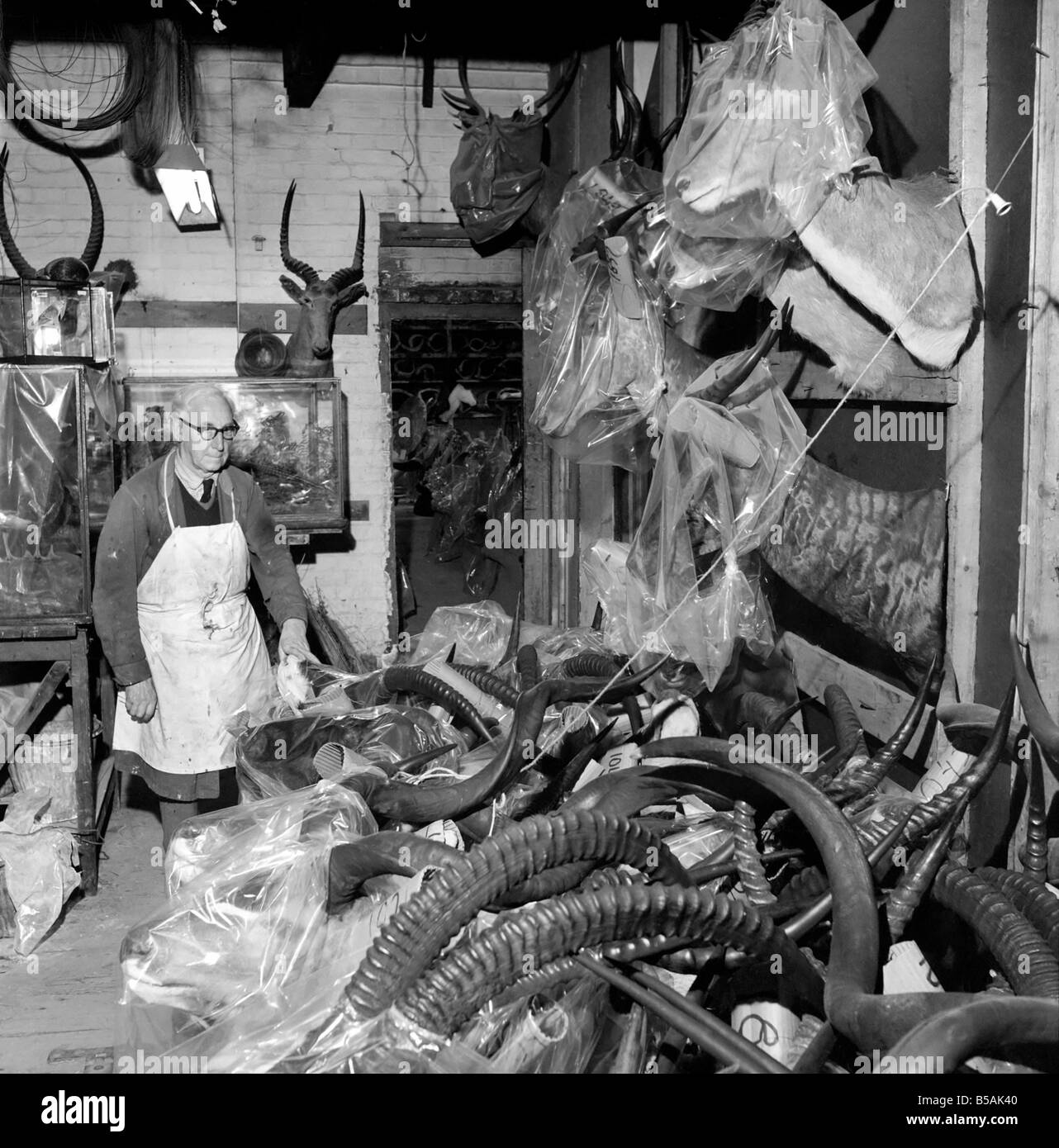 Craftsmen at work in a taxidermist workshop, seen here sorting through ...