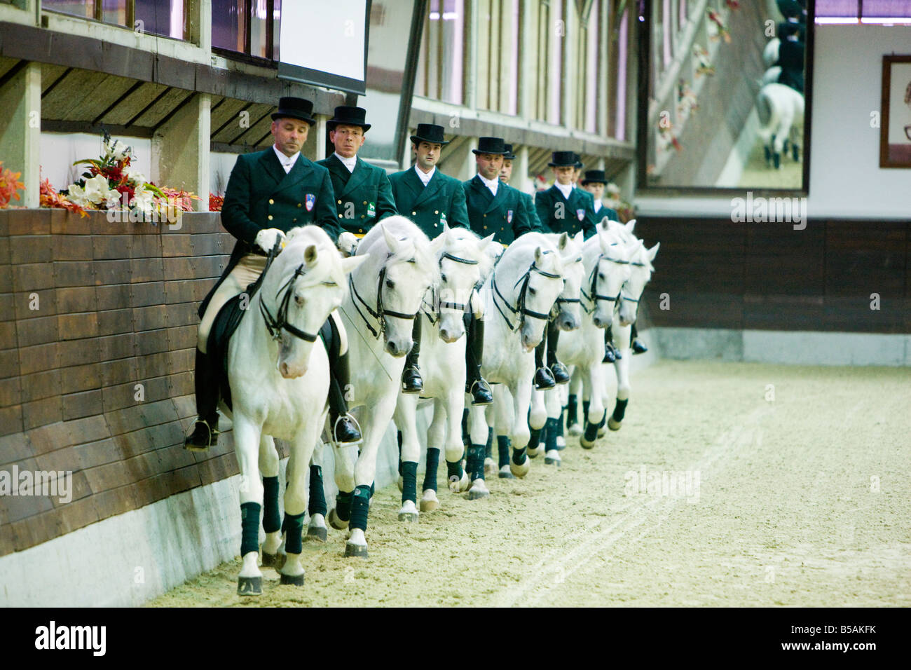 A Demonstration of Lipizzan white stallions at the Lipica Stud Farm in ...