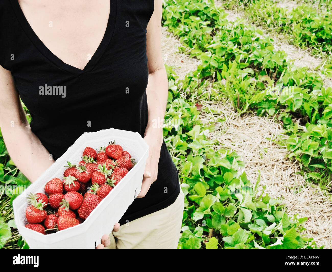 Woman Picking Strawberries In Field Stock Photo