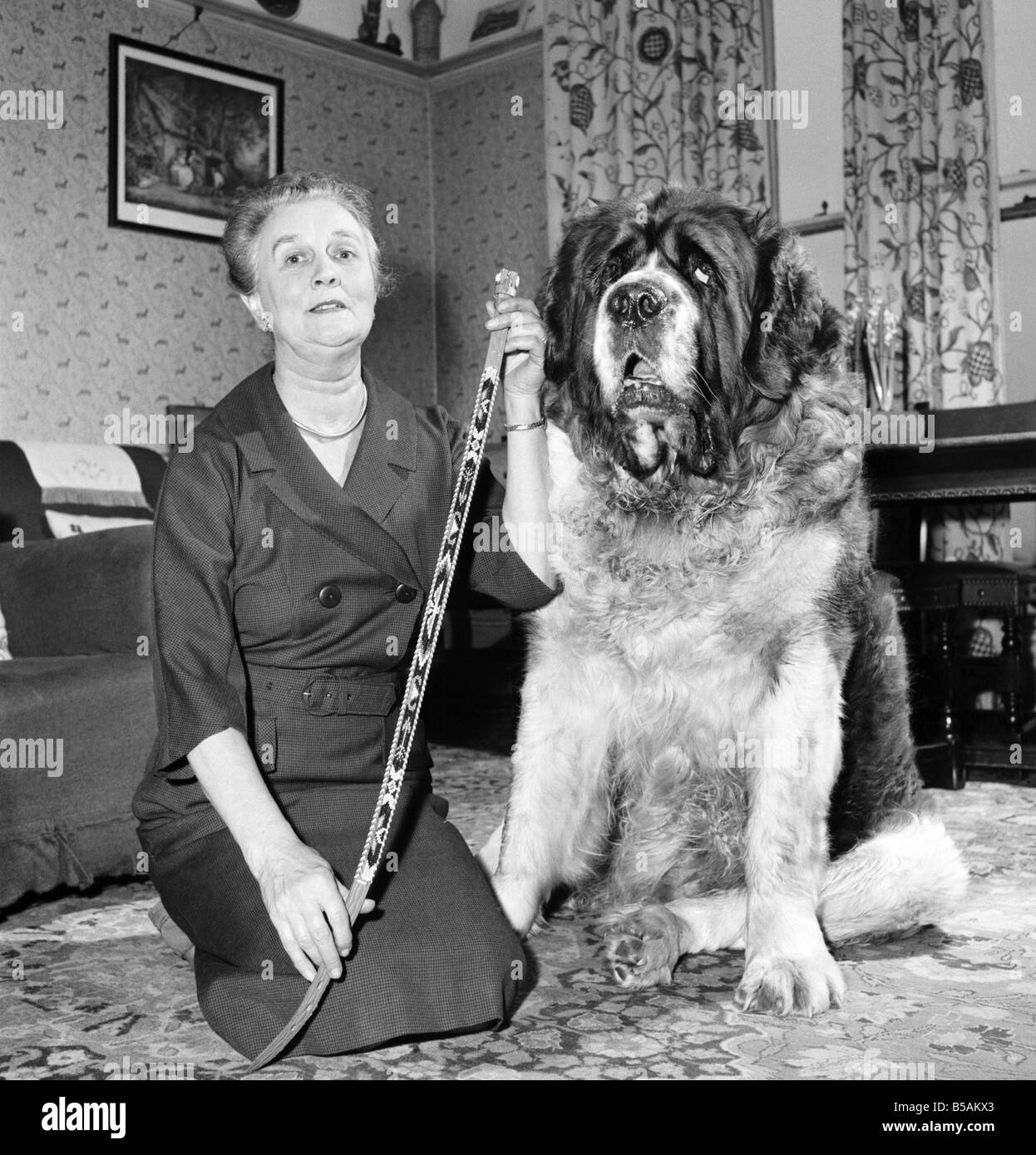 St. Bernard dog. 1960 C115 Stock Photo Alamy