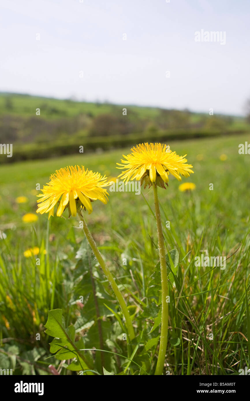 Wildflowers hillside hi-res stock photography and images - Alamy