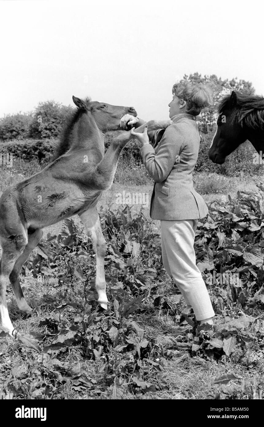 Pam Barrows seen here with foal called Miracle. June 1961 C65-004 Stock ...