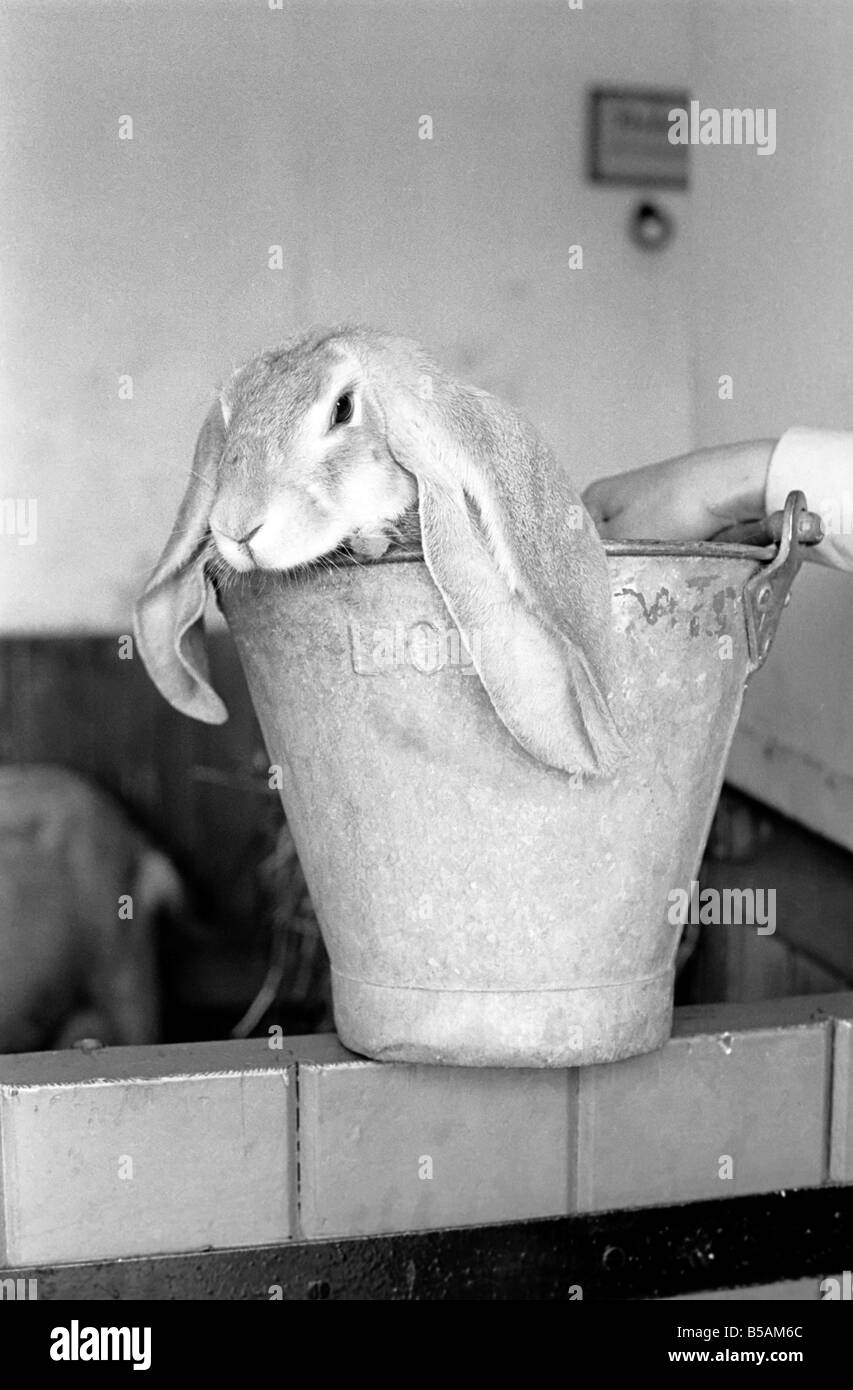 Rabbit in a bucket visiting friend at Battersea Zoo. January 1965 C77 ...