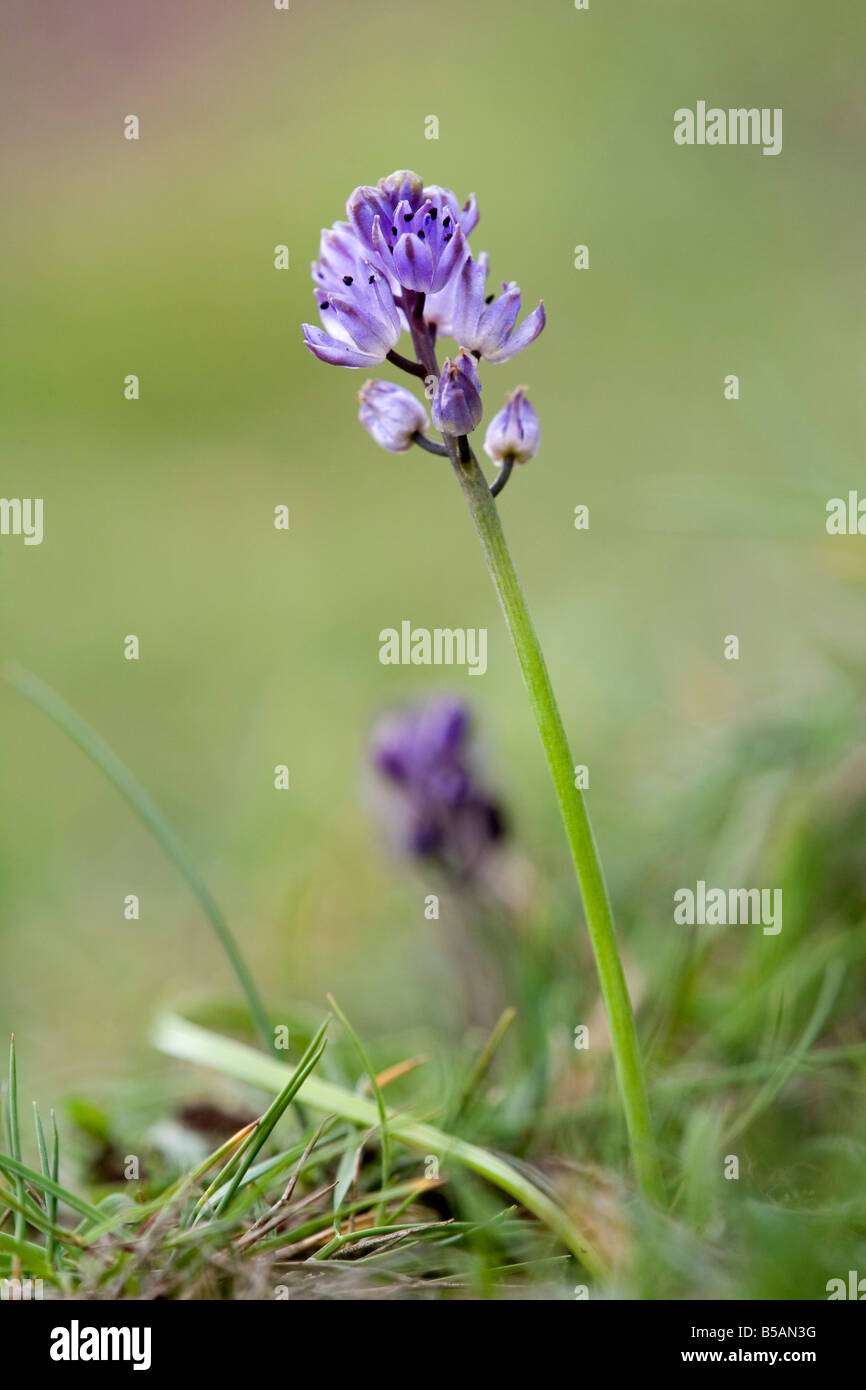 autumn squill Scilla autumnalis cornwall Stock Photo