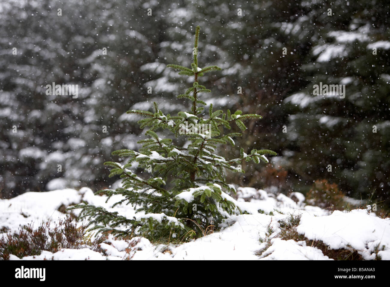 snow falling on young sapling evergreen conifer pine trees in a forest in county antrim northern ireland uk Stock Photo