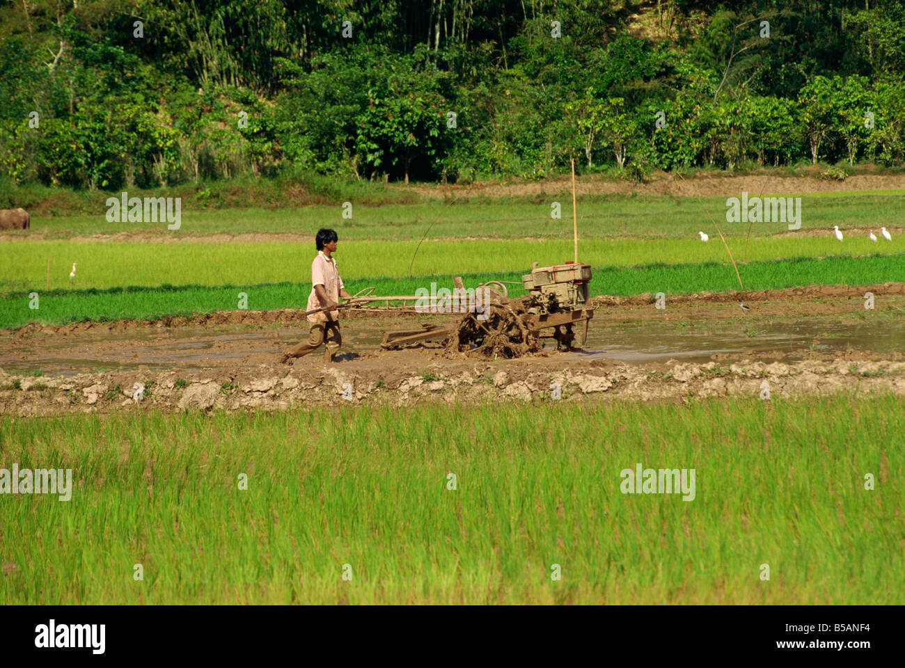 Ploughing paddy fields, Toraja area, Sulawesi, Indonesia, Southeast Asia Stock Photo