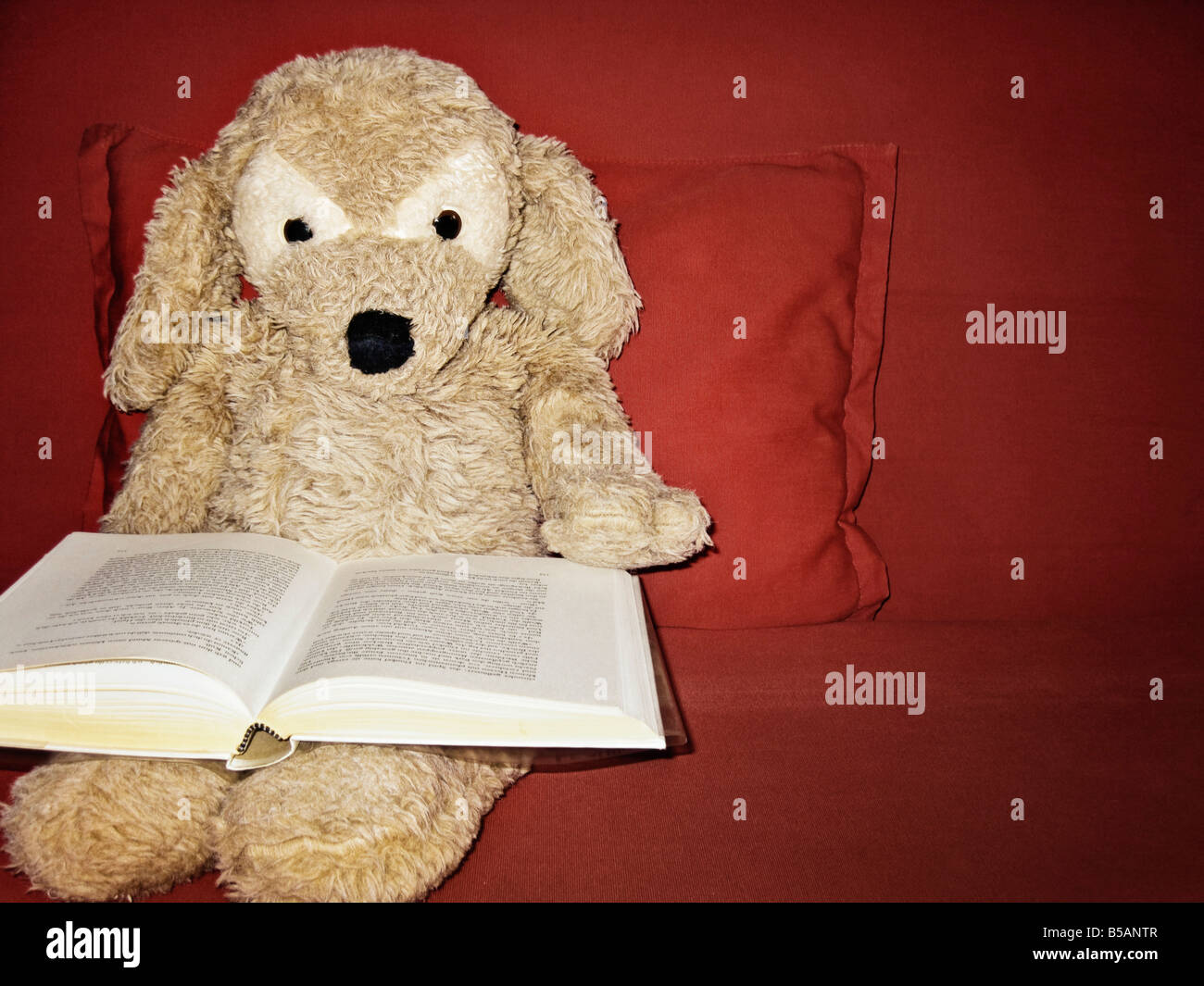 Stuffed Animal Reading A Book Stock Photo - Alamy