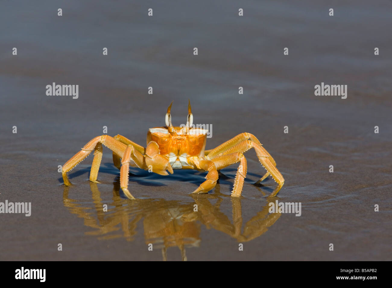Ghost crab (Ocypode cursor), Atlantic Ocean, Namibia, Africa Stock Photo