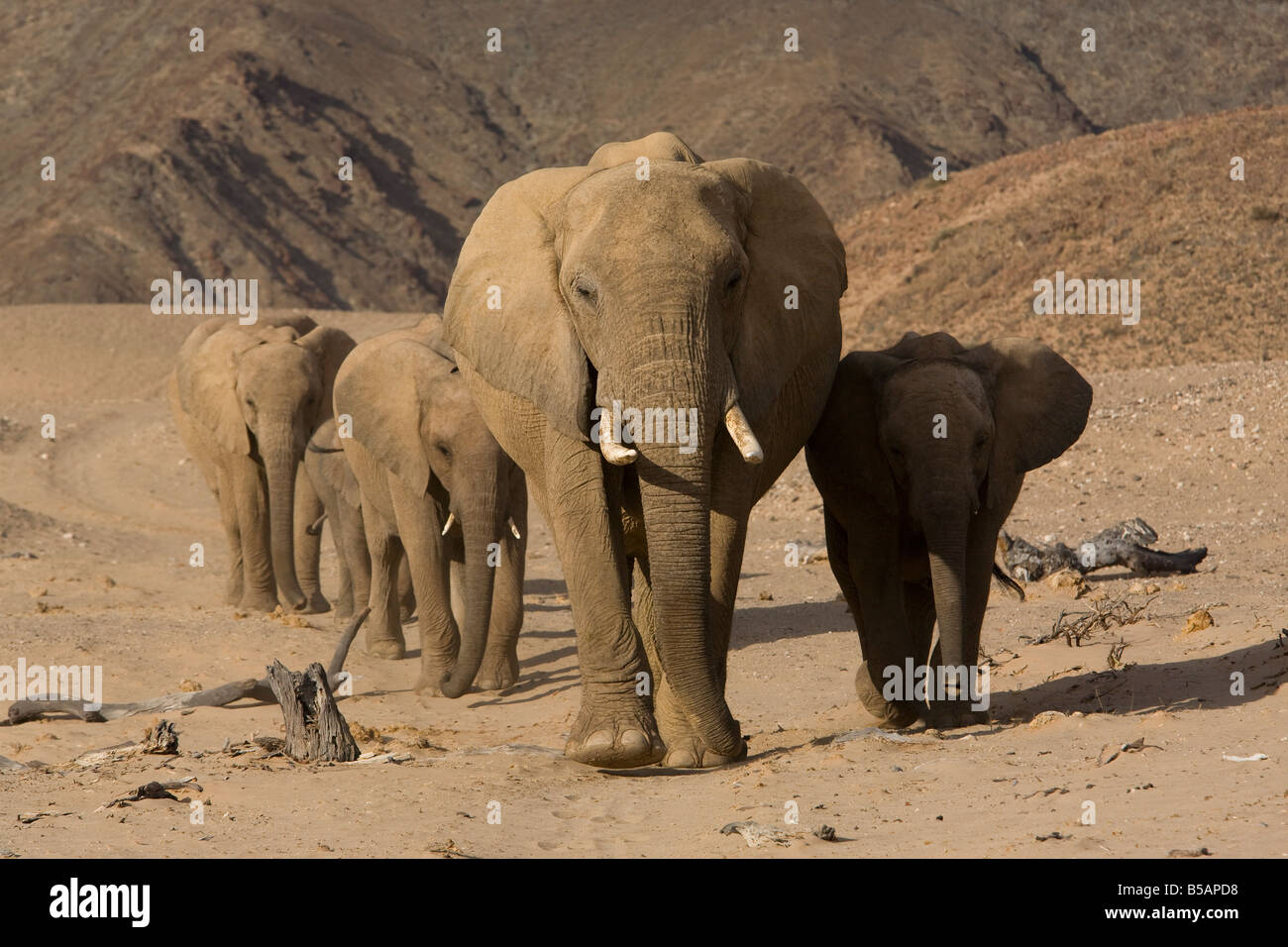 Herd of desert-dwelling elephants (Loxodonta africana africana), Namibia, Africa Stock Photo