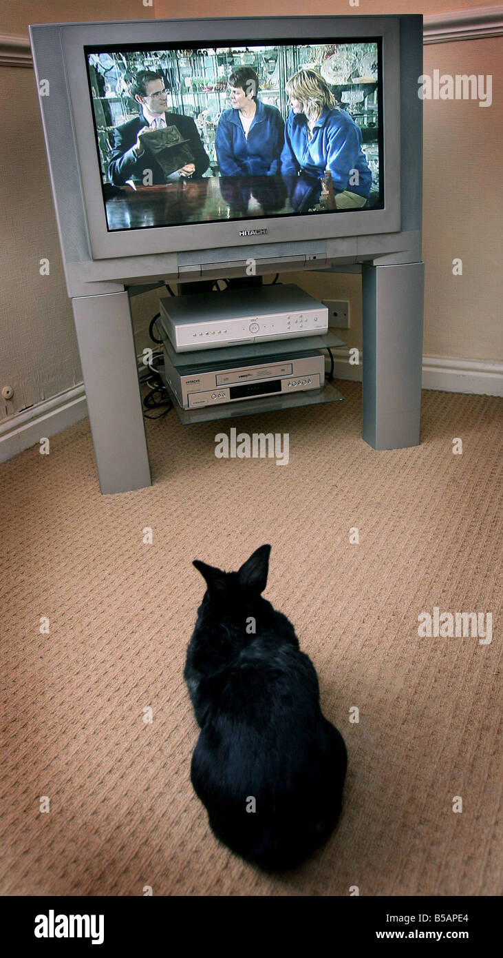 Relaxing in front of the TV at the Bunny Hotel run by Jacky Hall in Lickey End Bromsgrove Rabbit is Bertie Stock Photo