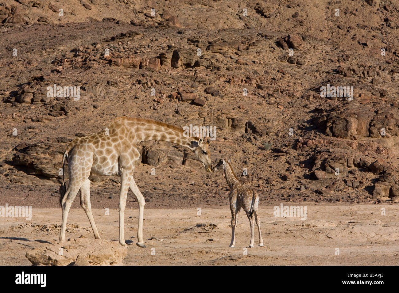 Desert giraffe (Giraffa camelopardalis capensis) with young, Namibia, Africa Stock Photo