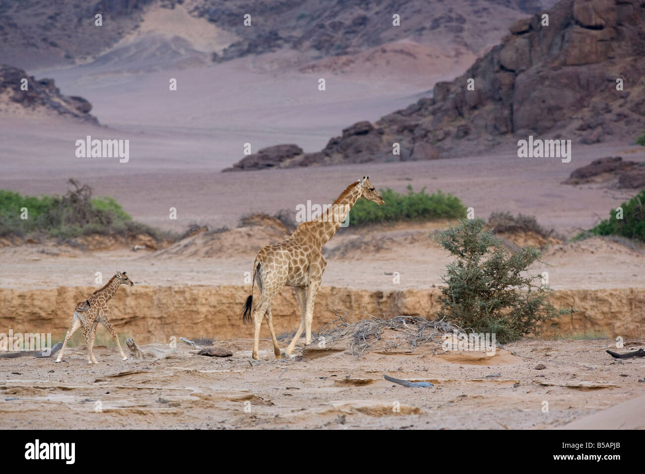 Desert giraffe (Giraffa camelopardalis capensis) with young, Namibia, Africa Stock Photo