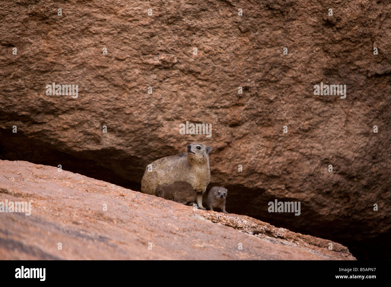 Rock dassie (Procavia capensis) with her young, Namibia, Africa Stock Photo