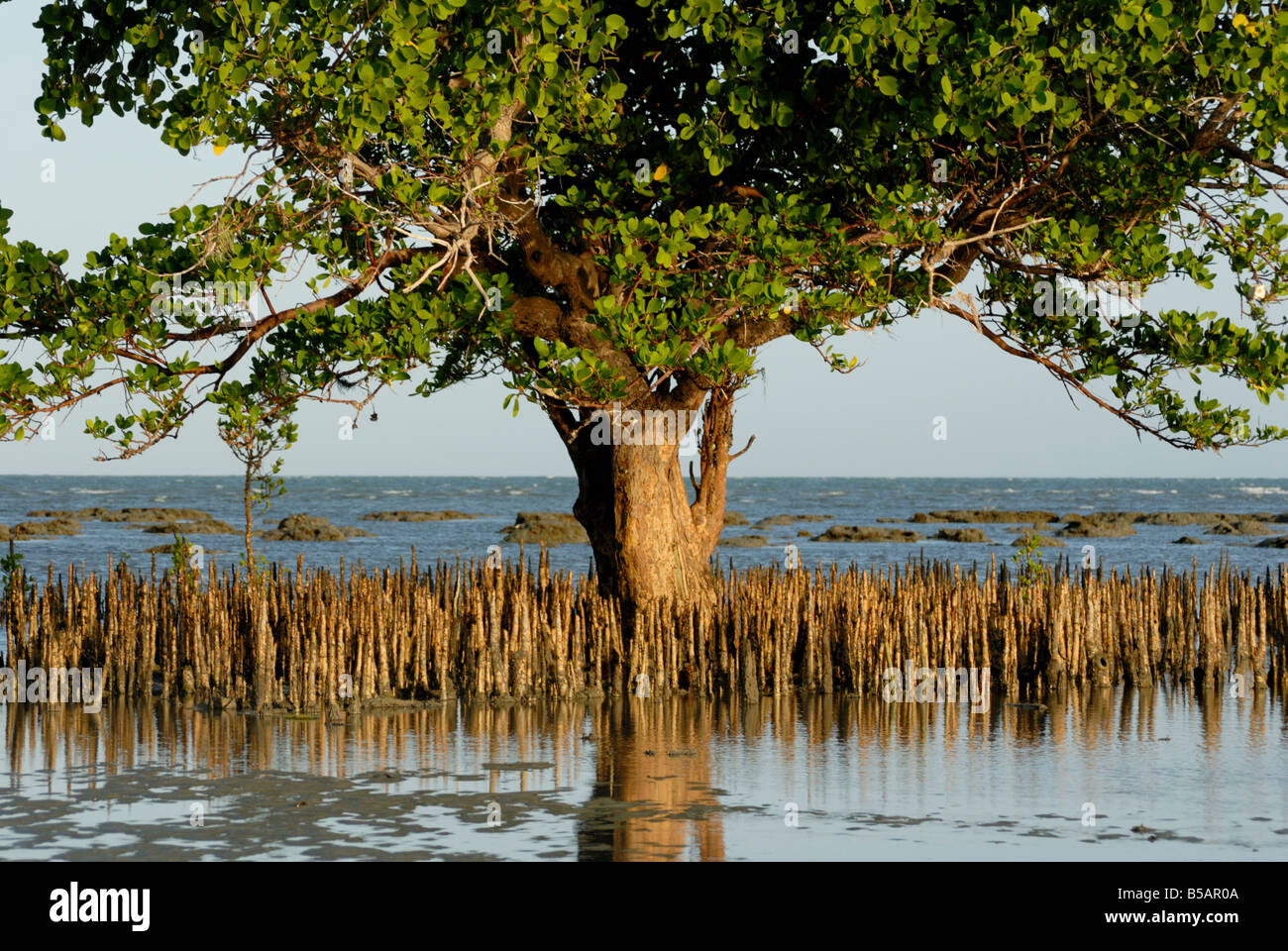 mangroves sand island tanzania east africa africa stock photo