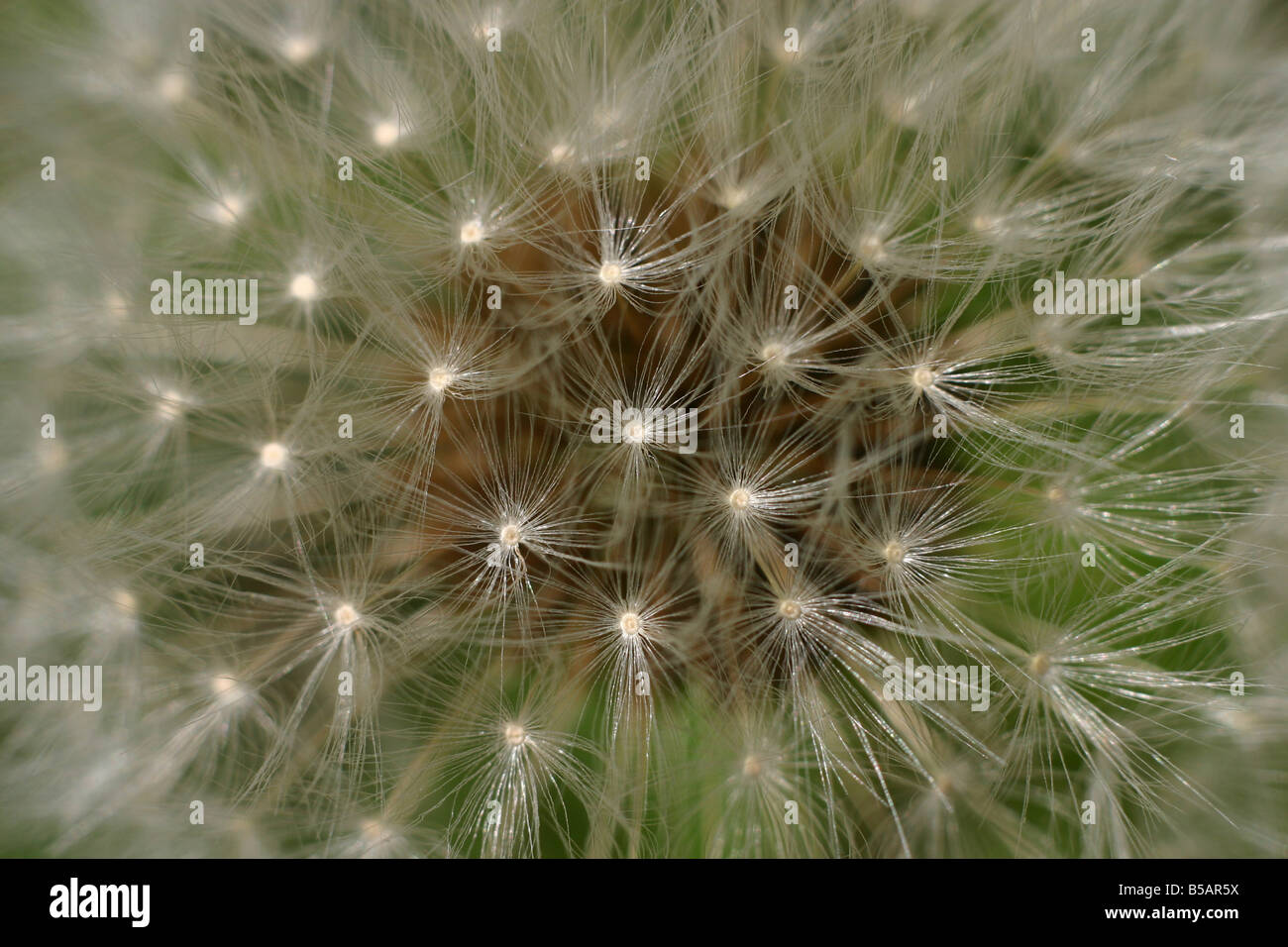 Dandelion zoom hi-res stock photography and images - Alamy