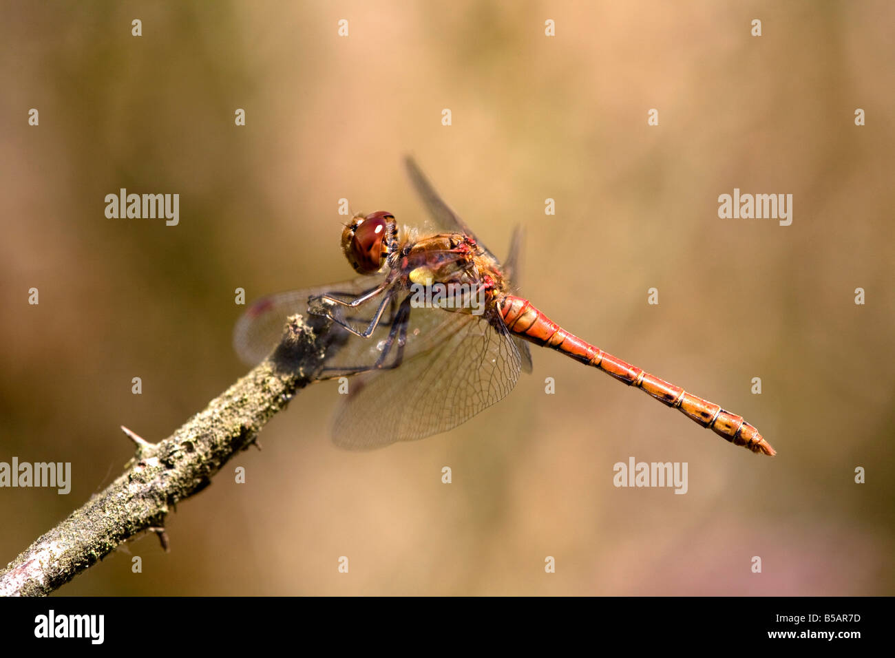 common darter Sympetrum striolatum male dragonfly Stock Photo