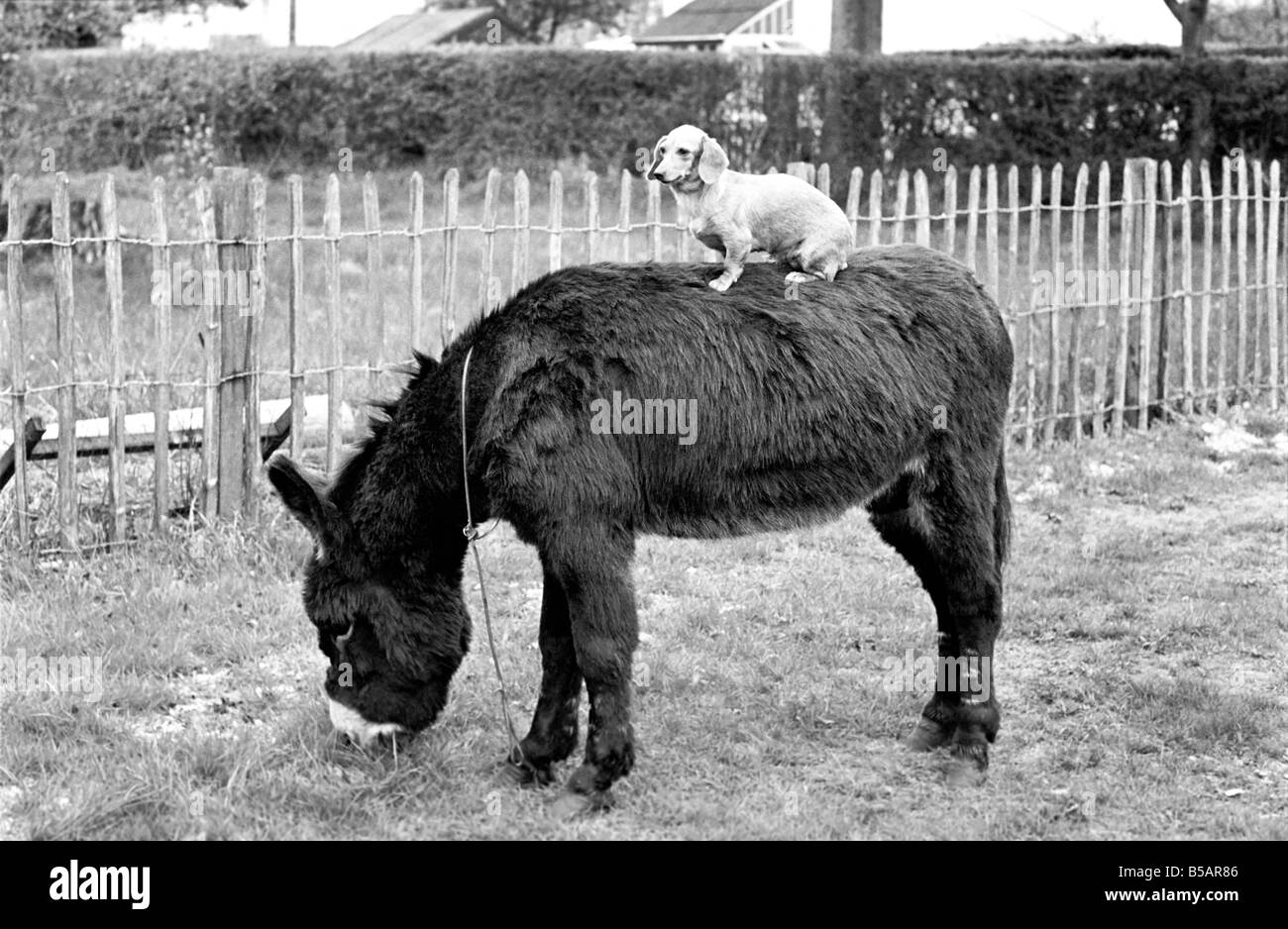 Donkey with dachshund. January 1965 C106A-001 Stock Photo