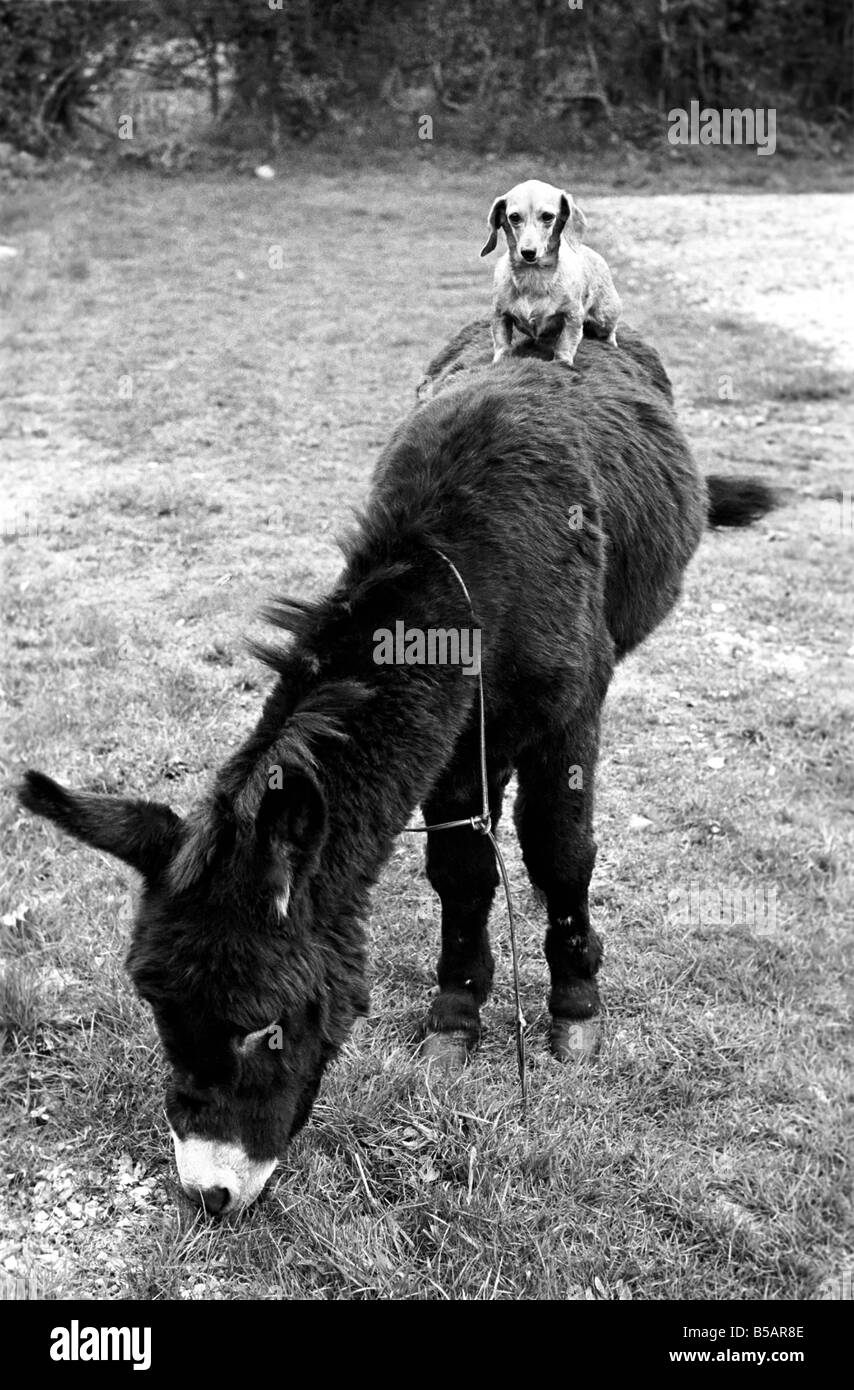 Donkey with dachshund. January 1965 C106A-004 Stock Photo