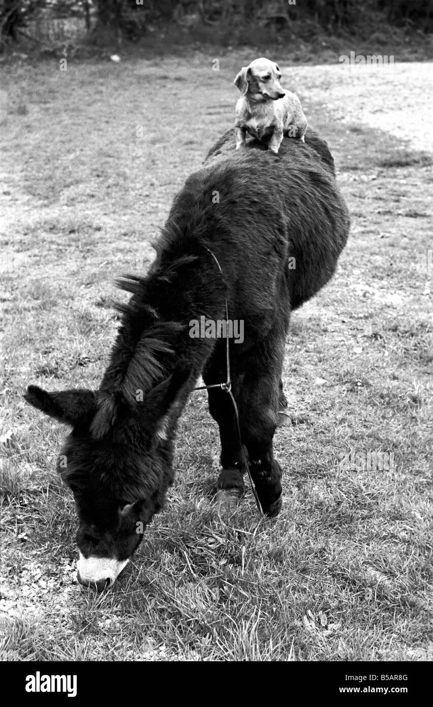 Donkey with dachshund. January 1965 C106A-005 Stock Photo