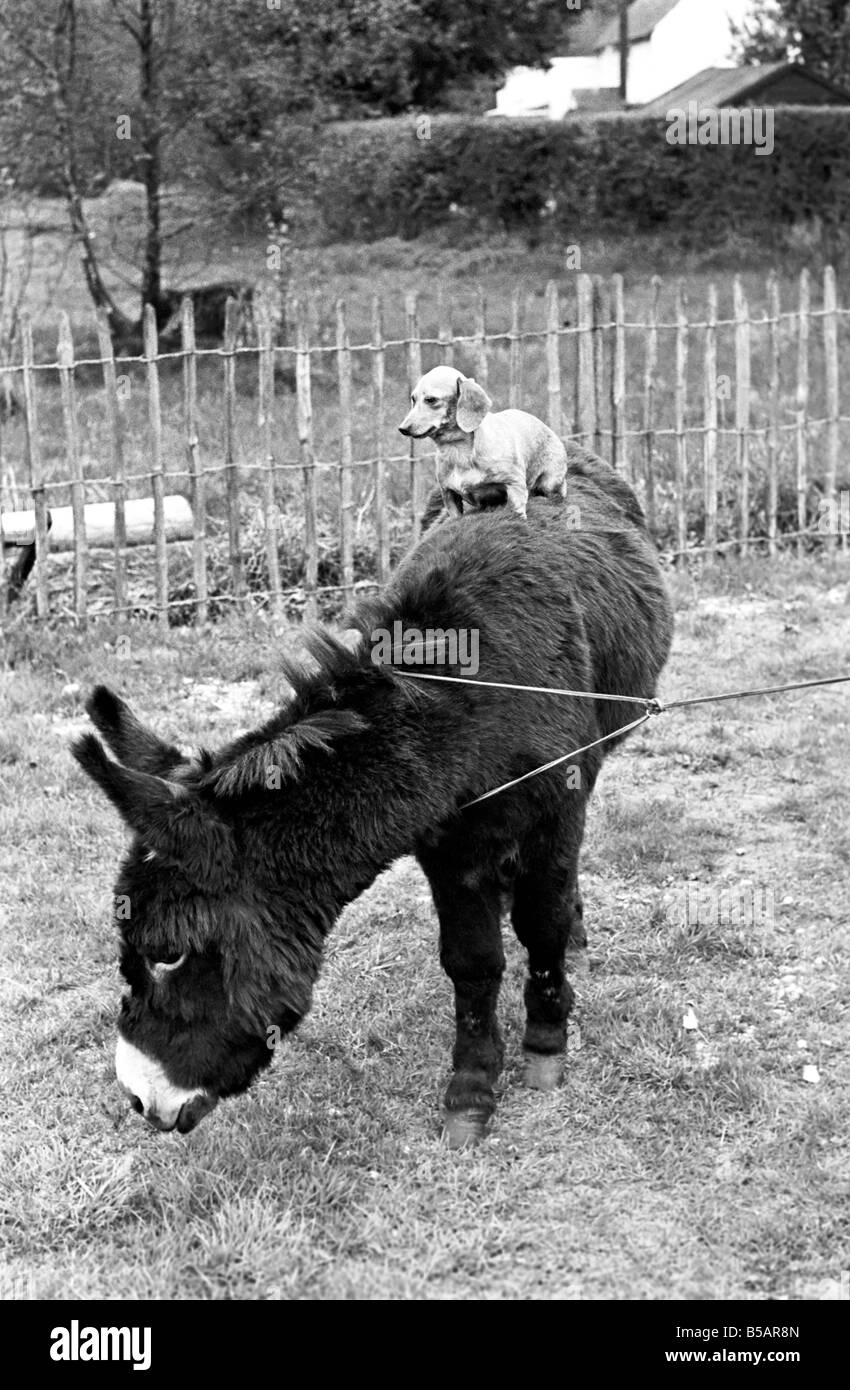 Donkey with dachshund. January 1965 C106A Stock Photo