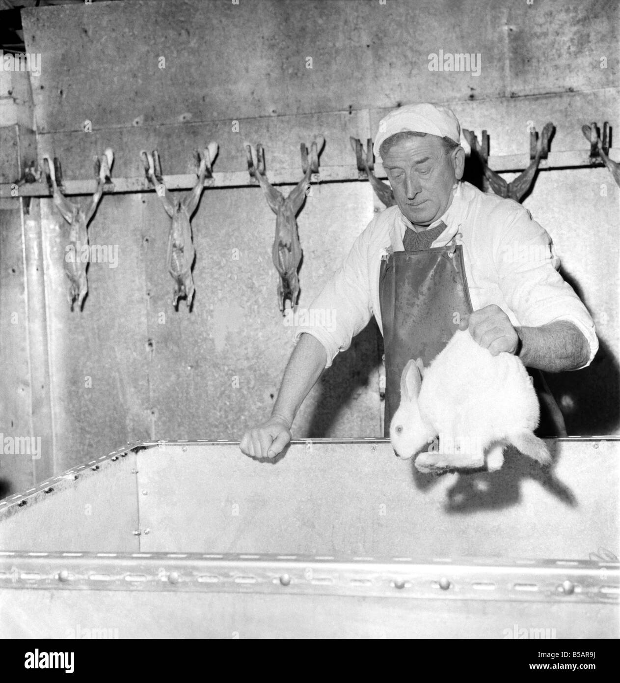 General scene of a Rabbit farm in Buxted Sussex. The farm rears and