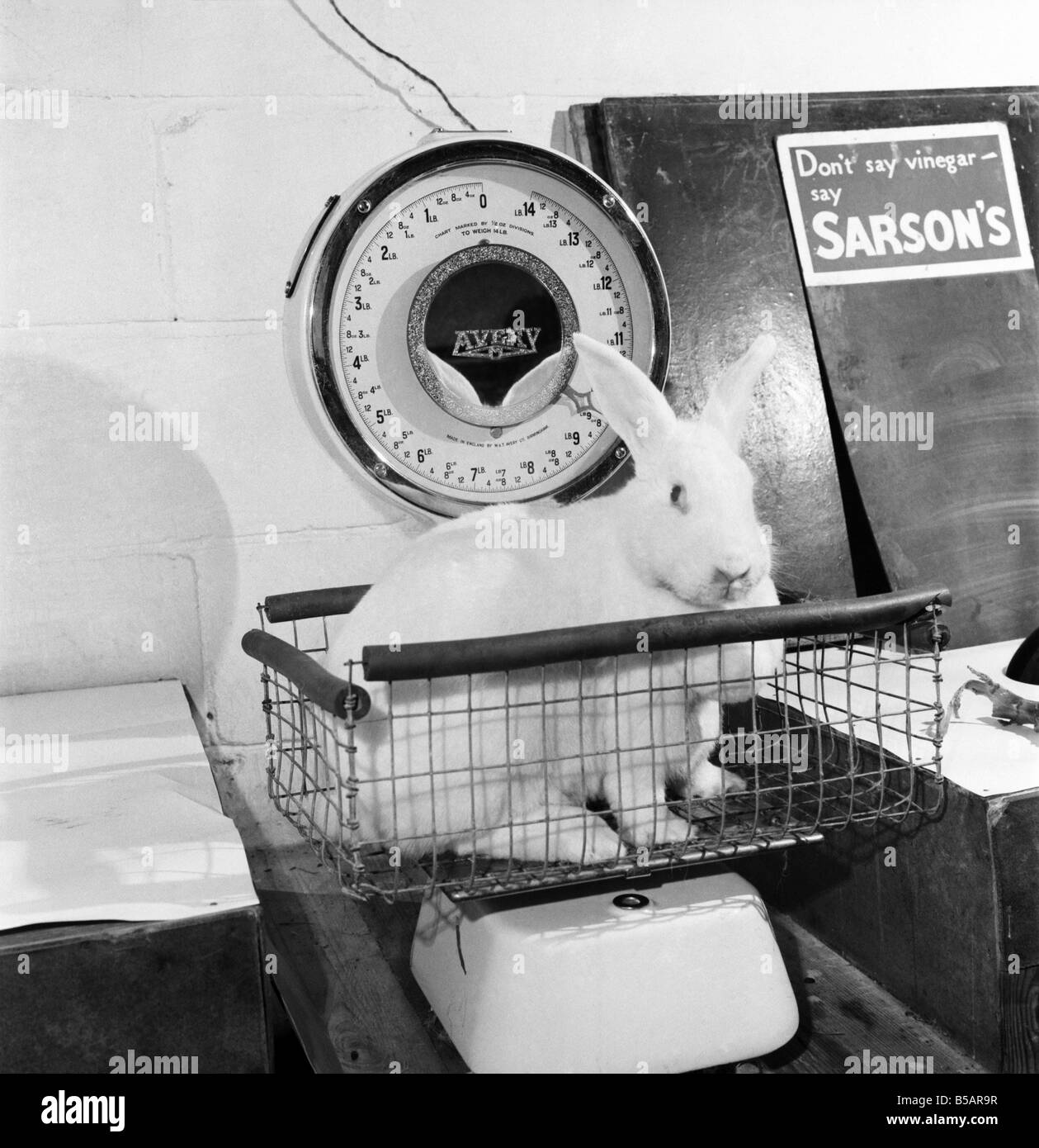 General scene of a Rabbit farm in Buxted Sussex. The farm rears and