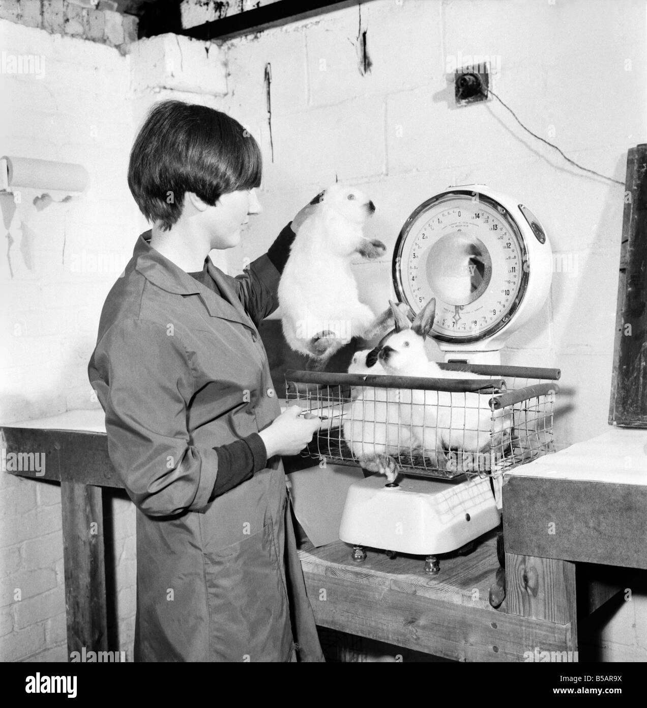 General scene of a Rabbit farm in Buxted Sussex. The farm rears and
