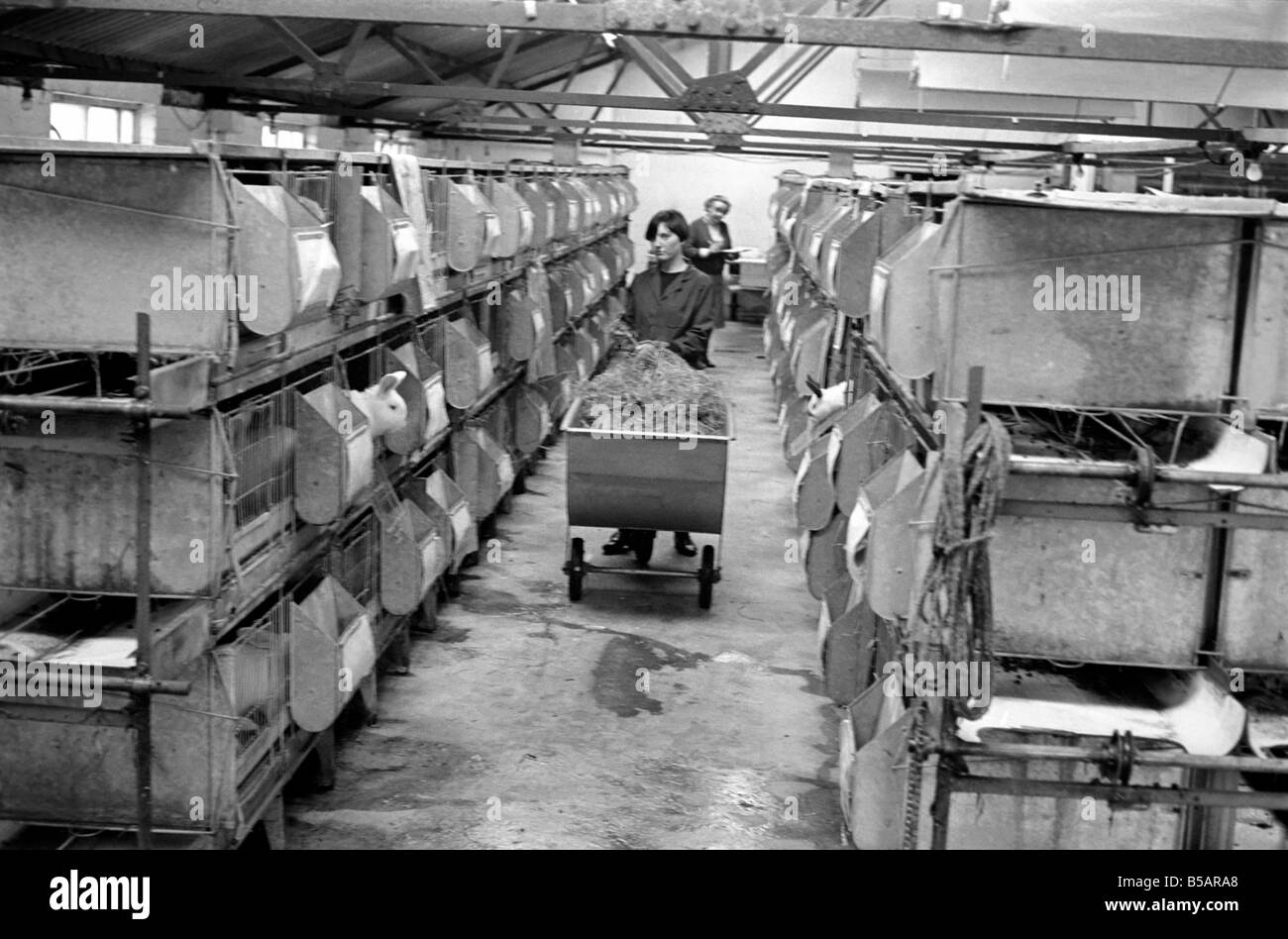 General scene of a Rabbit farm in Buxted Sussex. The farm rears and