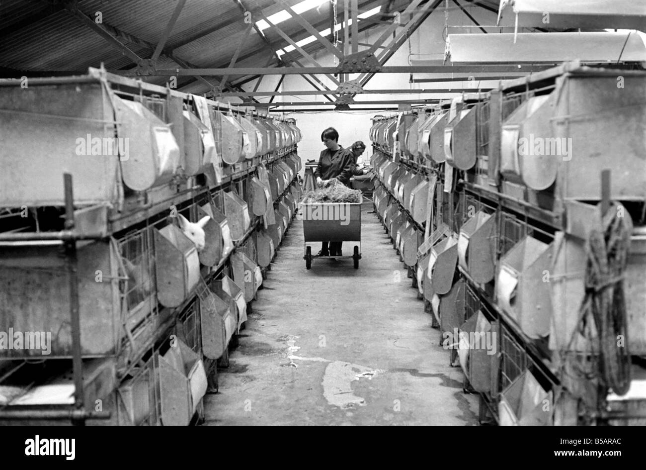 General scene of a Rabbit farm in Buxted Sussex. The farm rears and