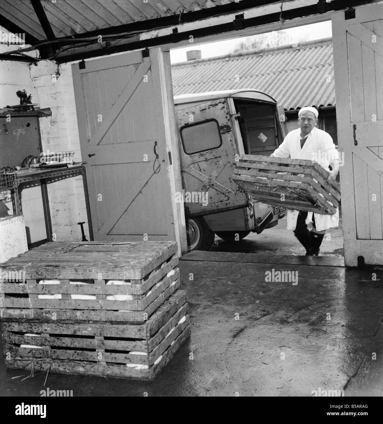 General scene of a Rabbit farm in Buxted Sussex. The farm rears and