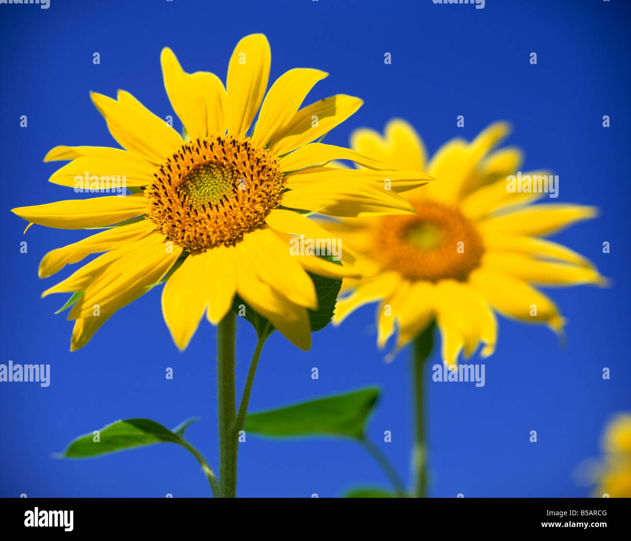 Close up of sunflower in a field of flowers Stock Photo