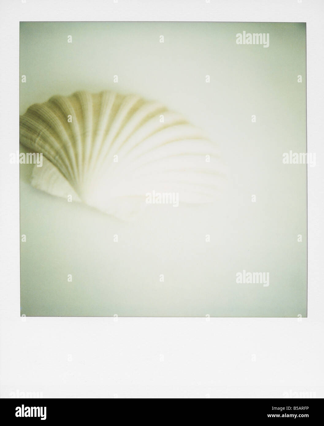 Polaroid of a single seashell Stock Photo