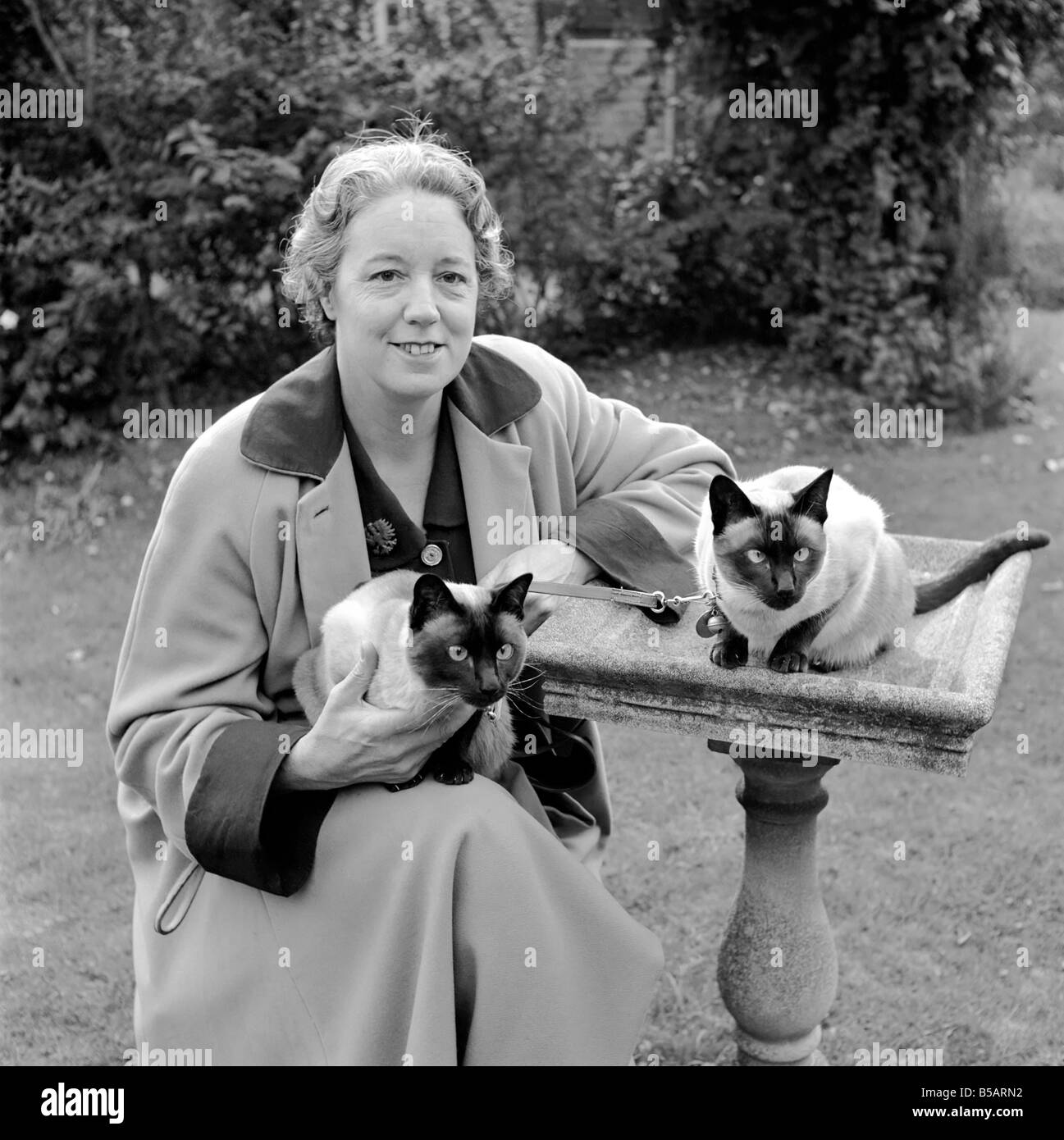 Siamese cats with their owners. 1954 A120009 Stock Photo Alamy