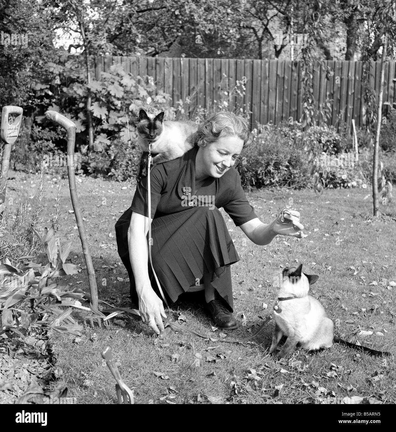 Siamese cats with their owners. 1954 A120010 Stock Photo Alamy