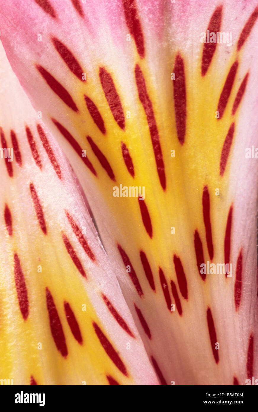 Abstract patterns and designs of the flower petals of a pink alstromeria L Murray Stock Photo