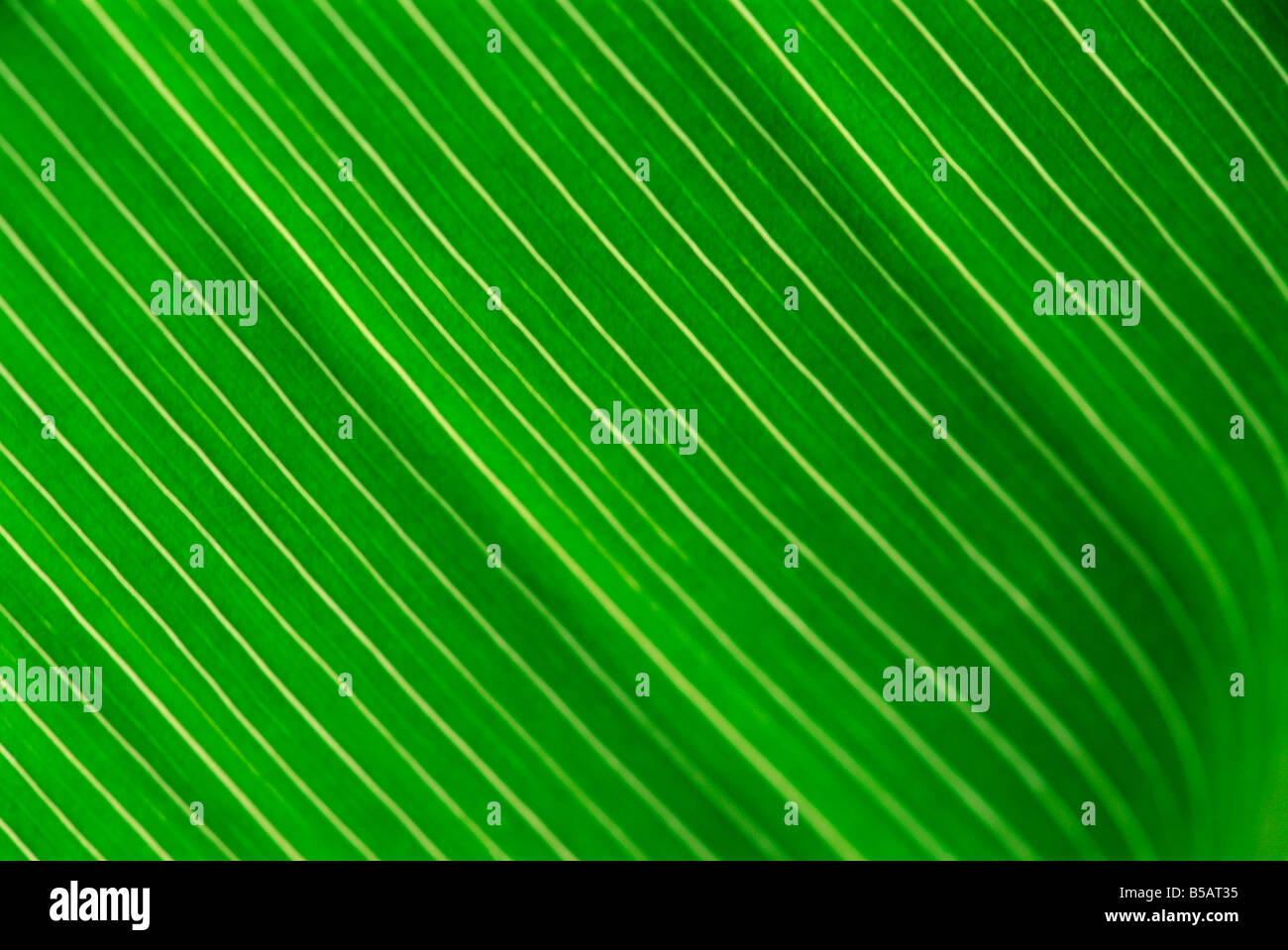 Close up of a banana leaf L Murray Stock Photo