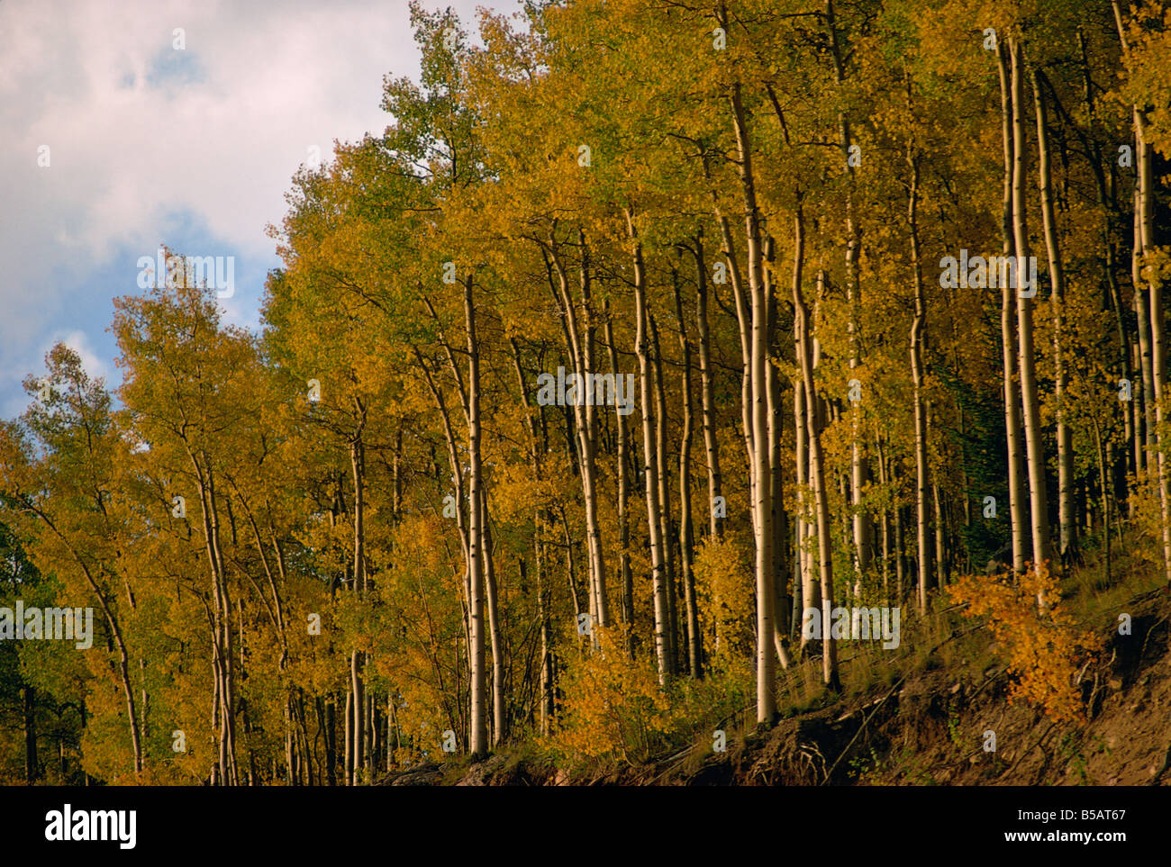 Trees in autumnal hues Stock Photo
