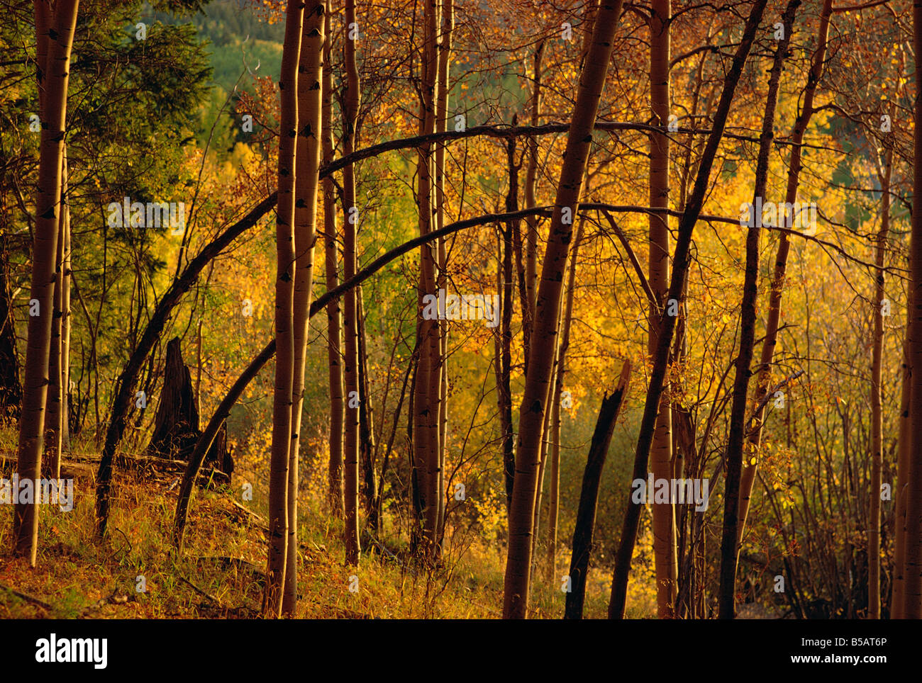 Woodland in autumnal hues Stock Photo