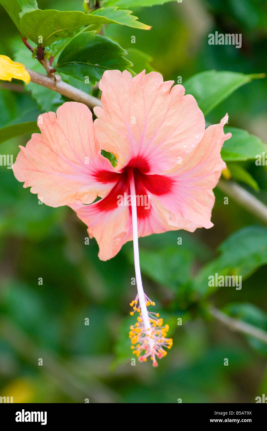 Tanzania flower hires stock photography and images Alamy