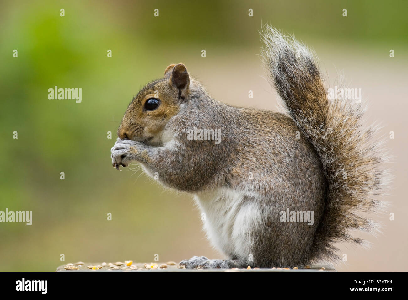 Grey Squirrel Eating in a Nottingham Nature Reserve Stock Photo - Alamy