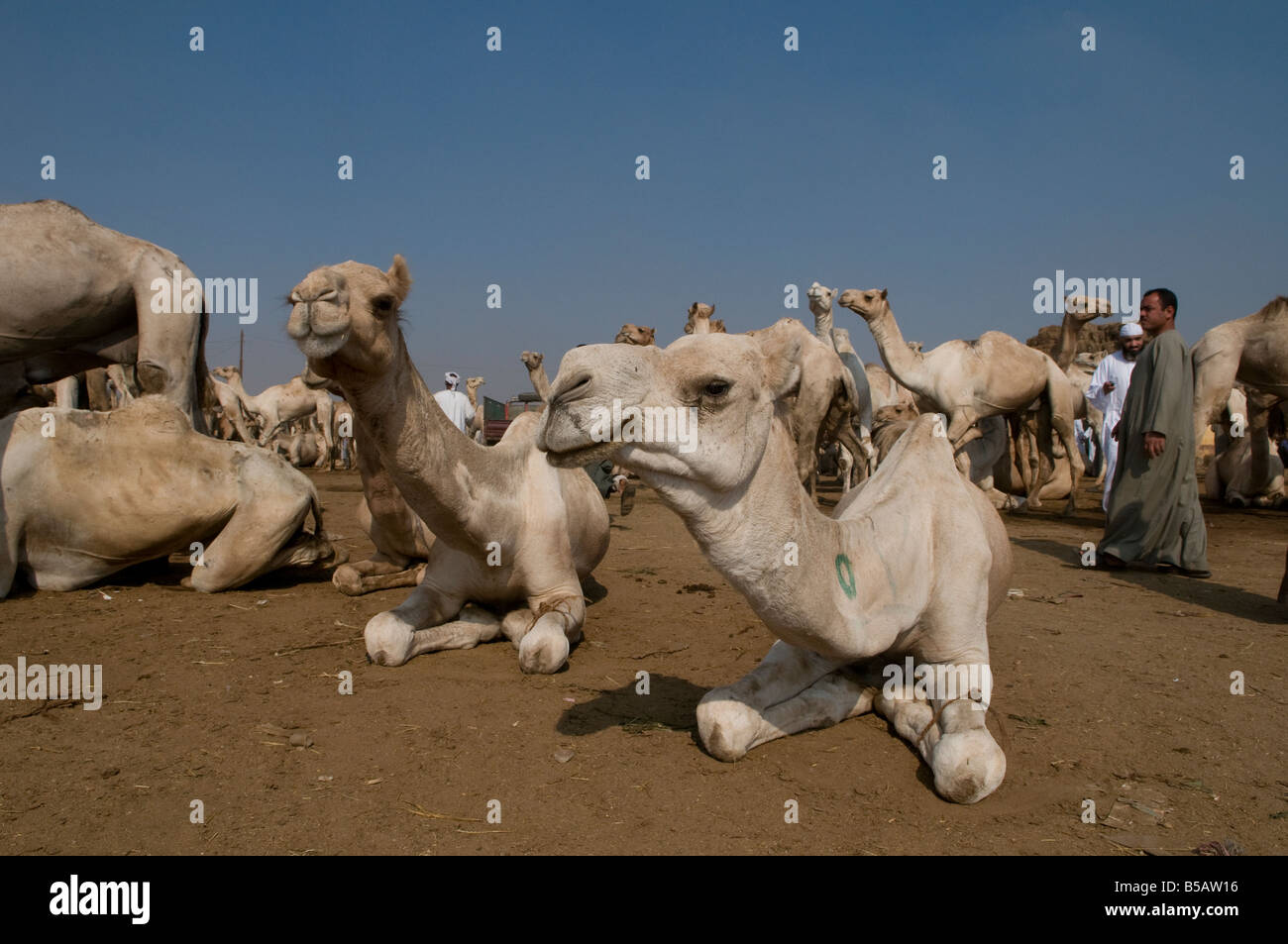 Camels sit with their front legs bound to hinder their movement at the Birqash Camel Market ( Souq al Gamaal ), 35 km north of Cairo. Egypt Stock Photo
