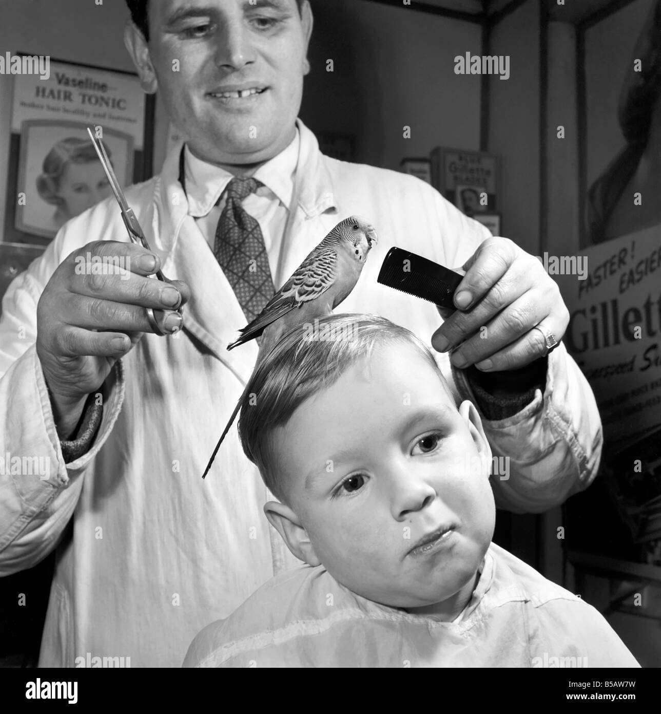 Barber Shop Humour: Mr. Jim Reid with Billy the Budgie seen here at the barber shop whilst his young friend gets his hair cut. March 1958 A643 Stock Photo