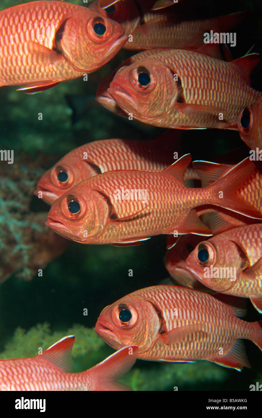 Schooling squirrel fish (Sargocentron species) are nocturnal, Similan Islands, Thailand, Southeast Asia Stock Photo