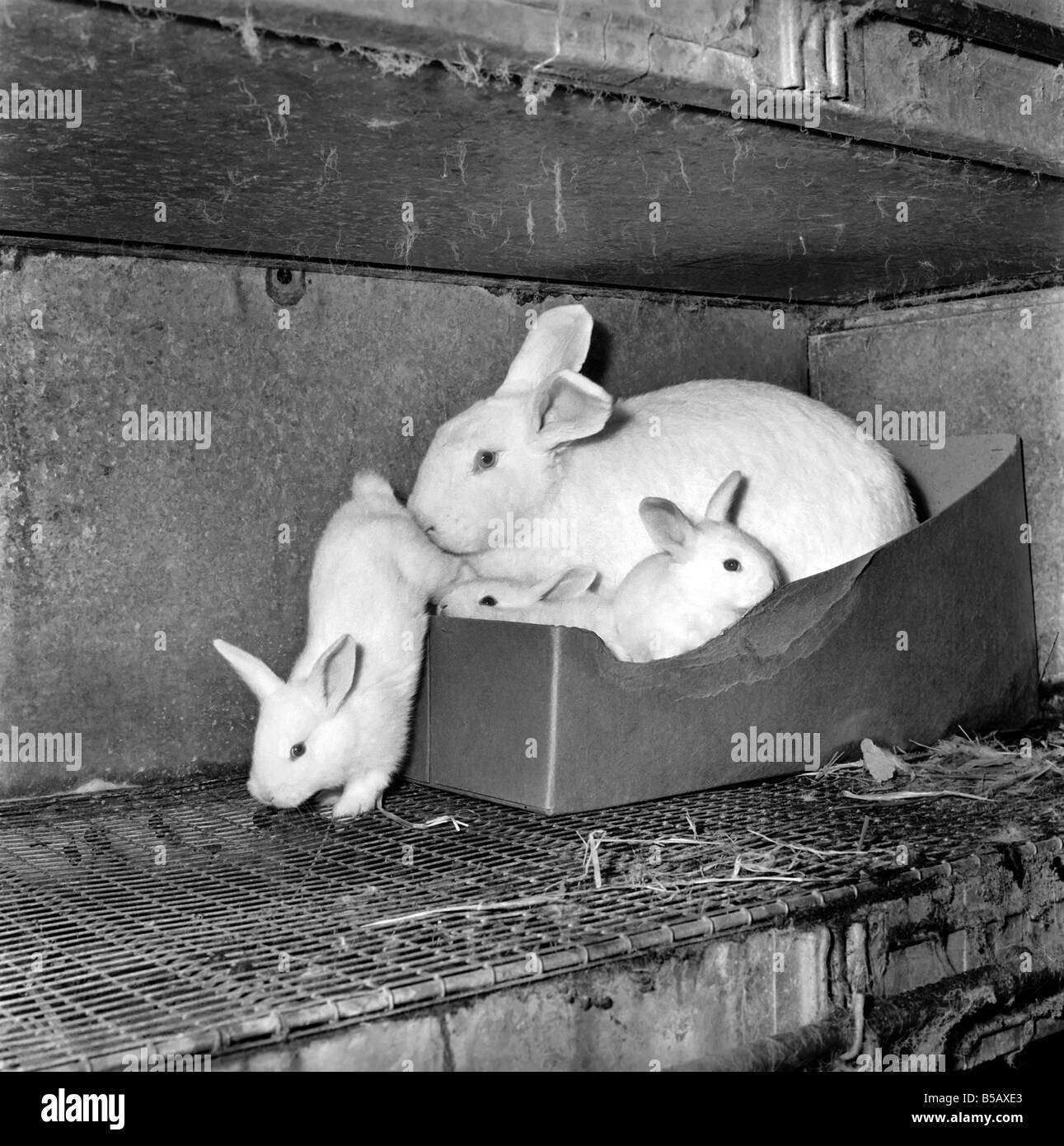 Rabbit breeding Black and White Stock Photos & Images - Alamy