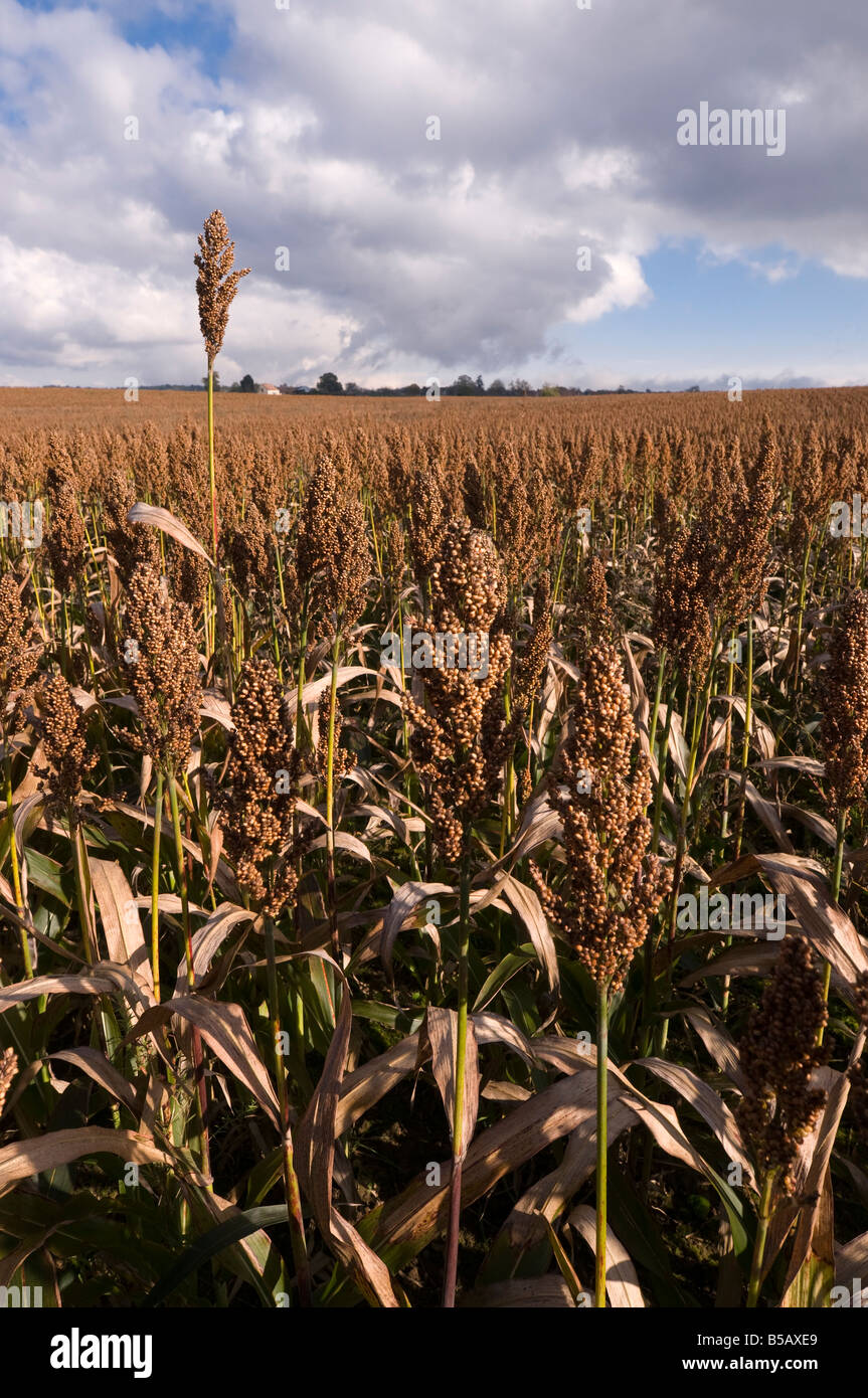 Commercial Sorghum (a Maize substitute) grown for animal feed, France Stock  Photo - Alamy