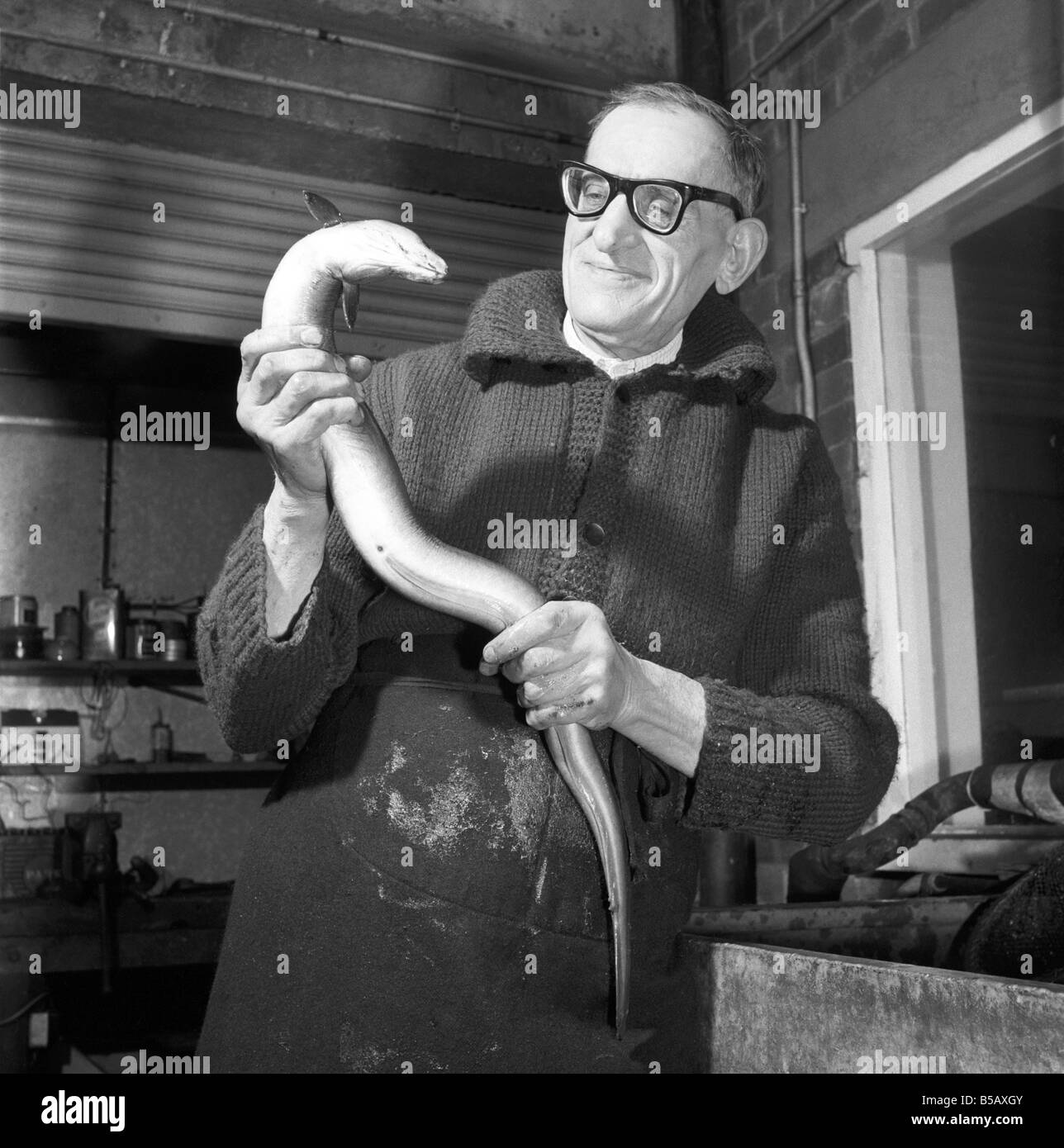 Freshly caught eels seen here being prepare to be made in to East