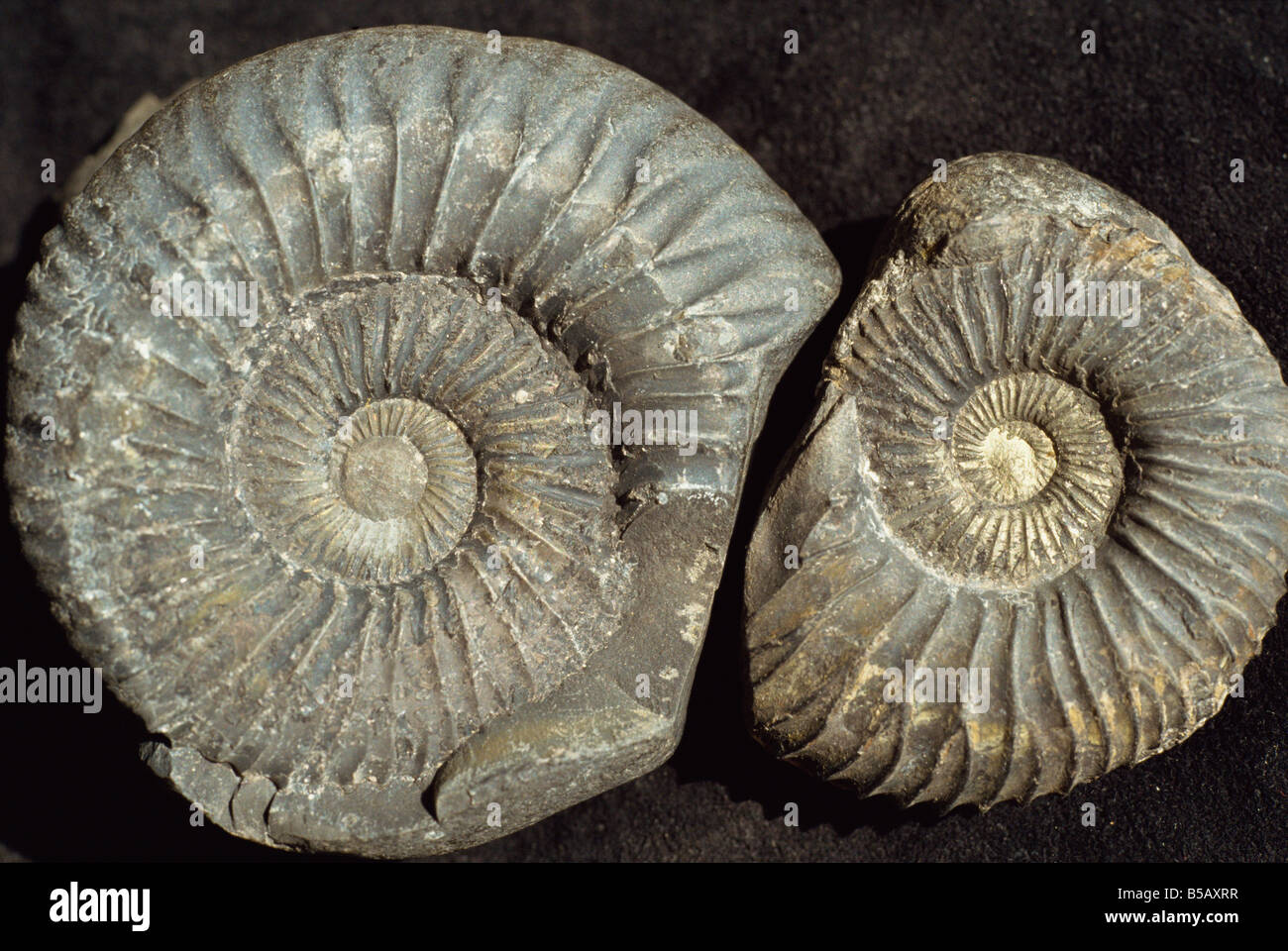 Ammonite fossils largest one 75mm across from the Jurassic Spiti shales